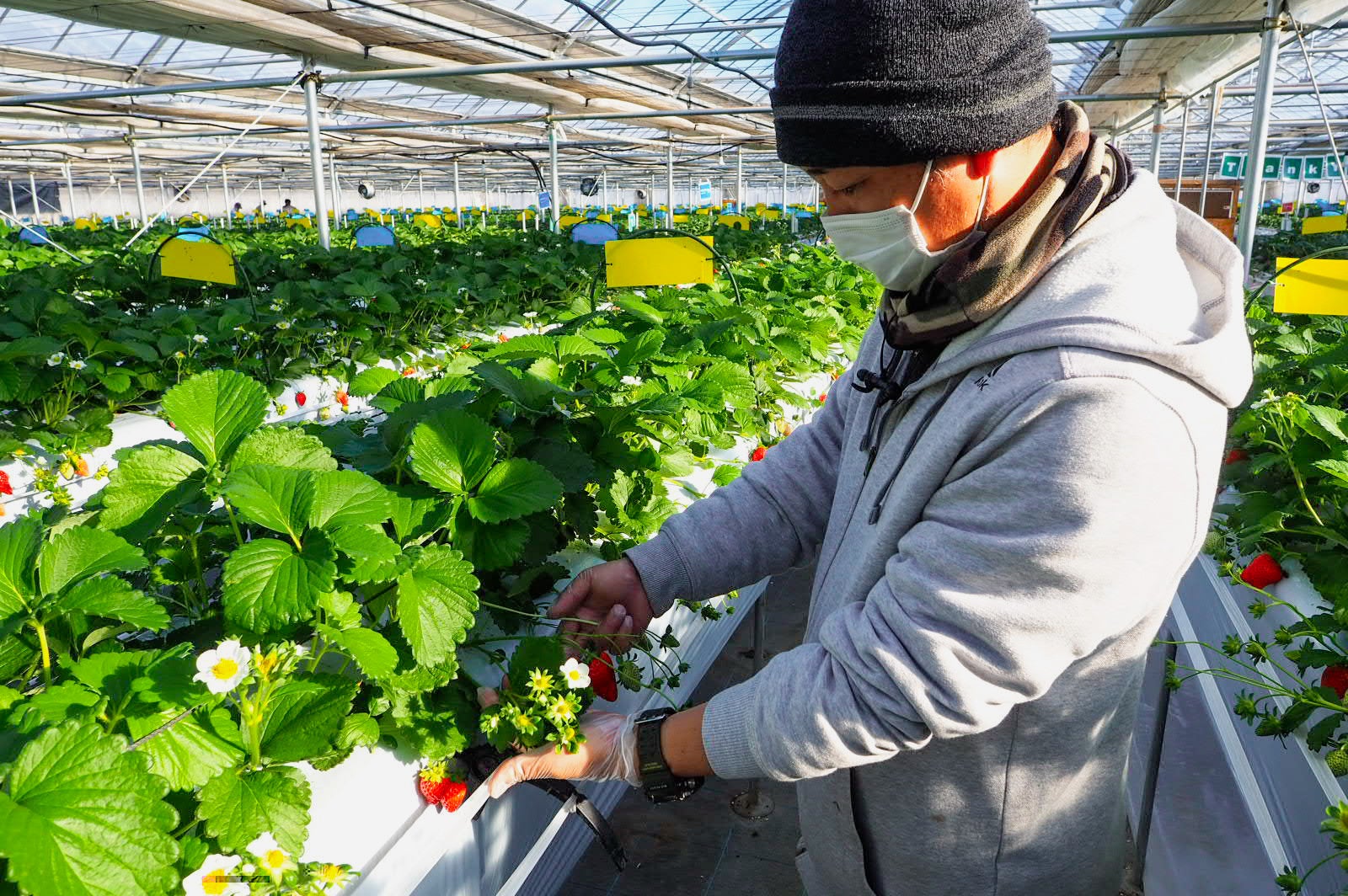 いちご農園ボランティアイメージ