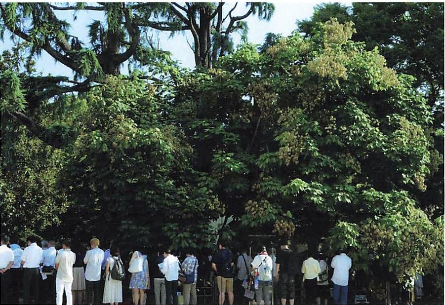 展示予定作品 【8月6日8時15分】(アオギリ)