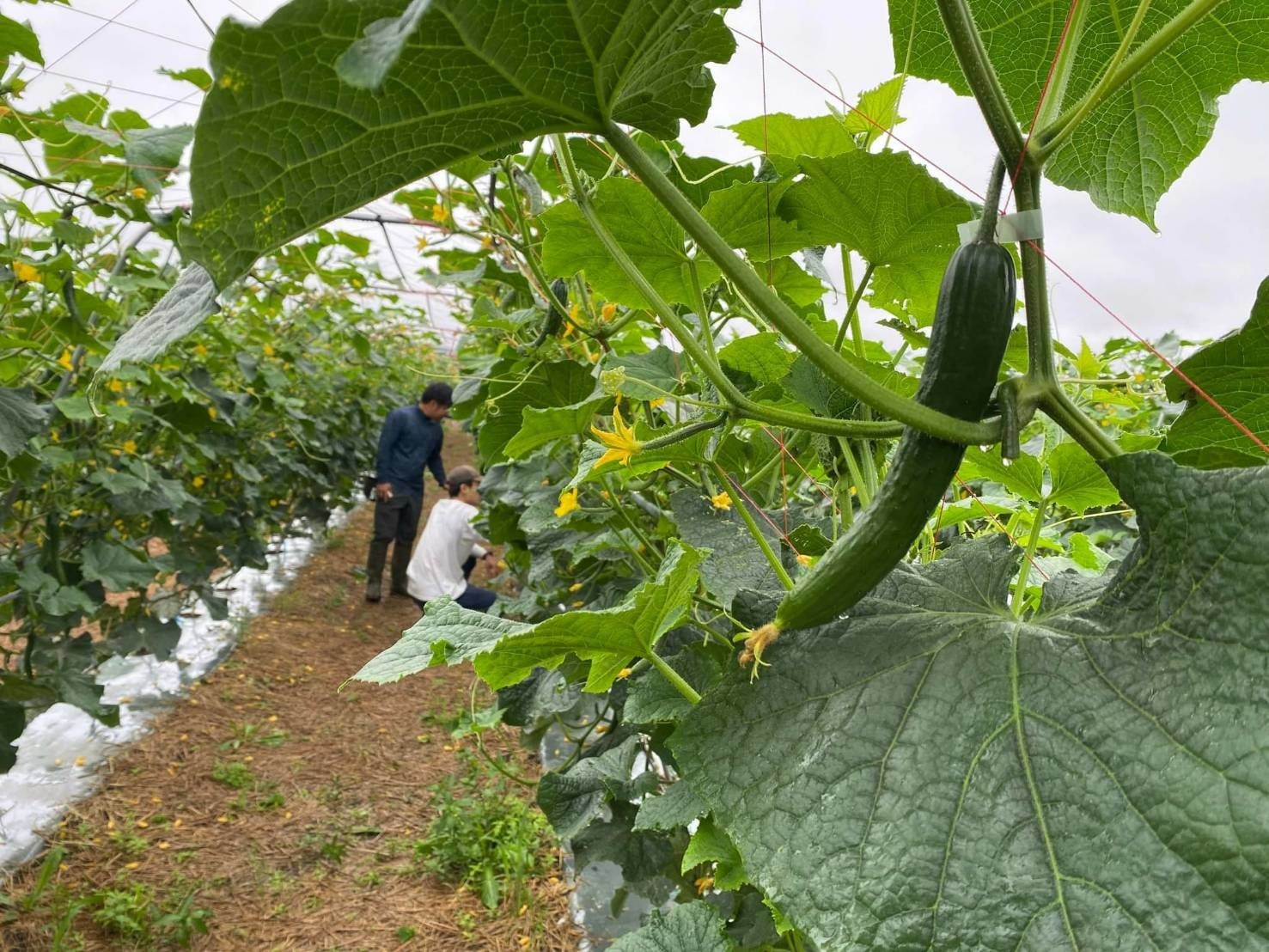 きゅうりの生育状況（ 2022 年 7 月中旬）