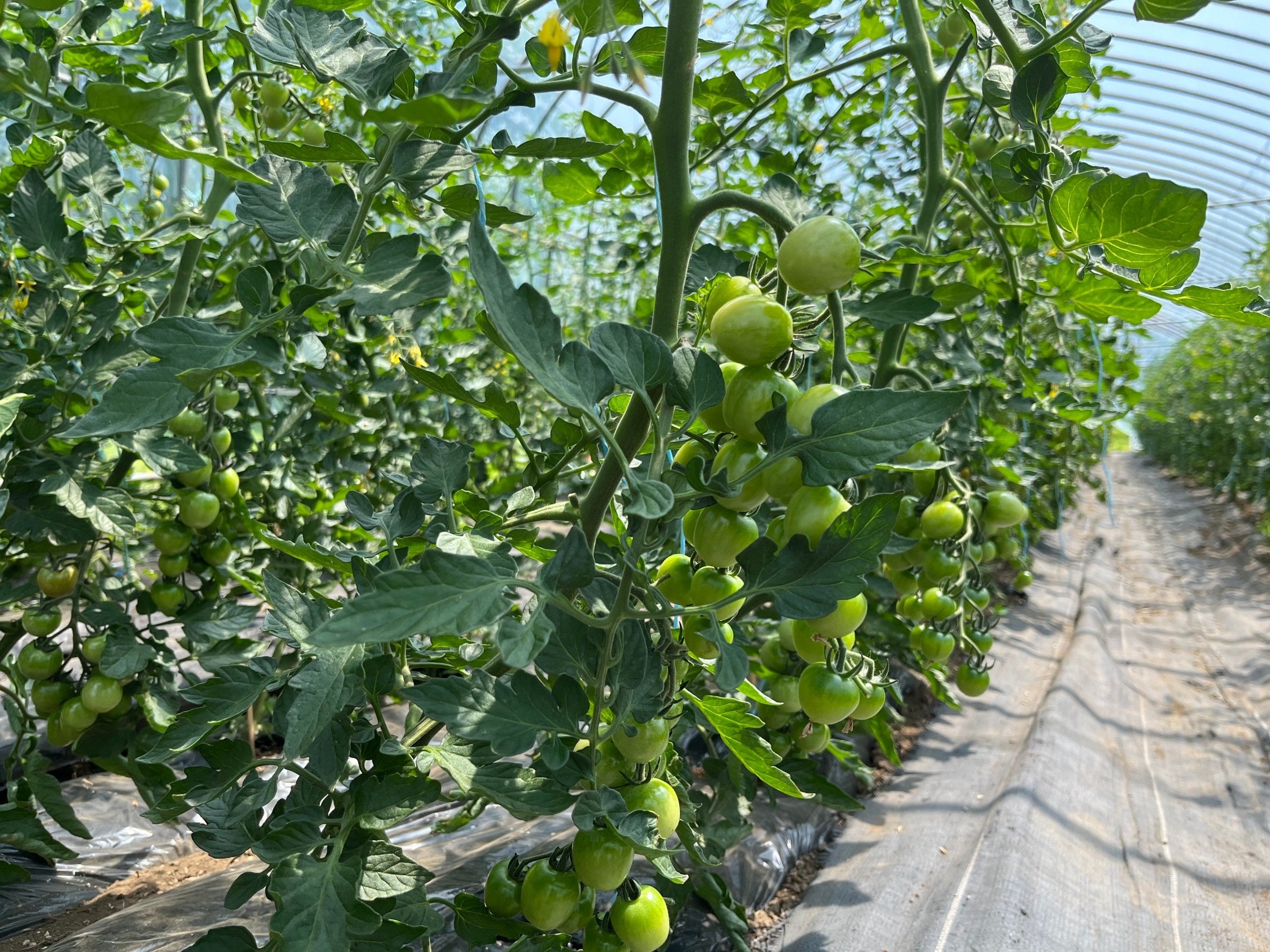 ミニトマトの生育状況（2022年5月中旬）