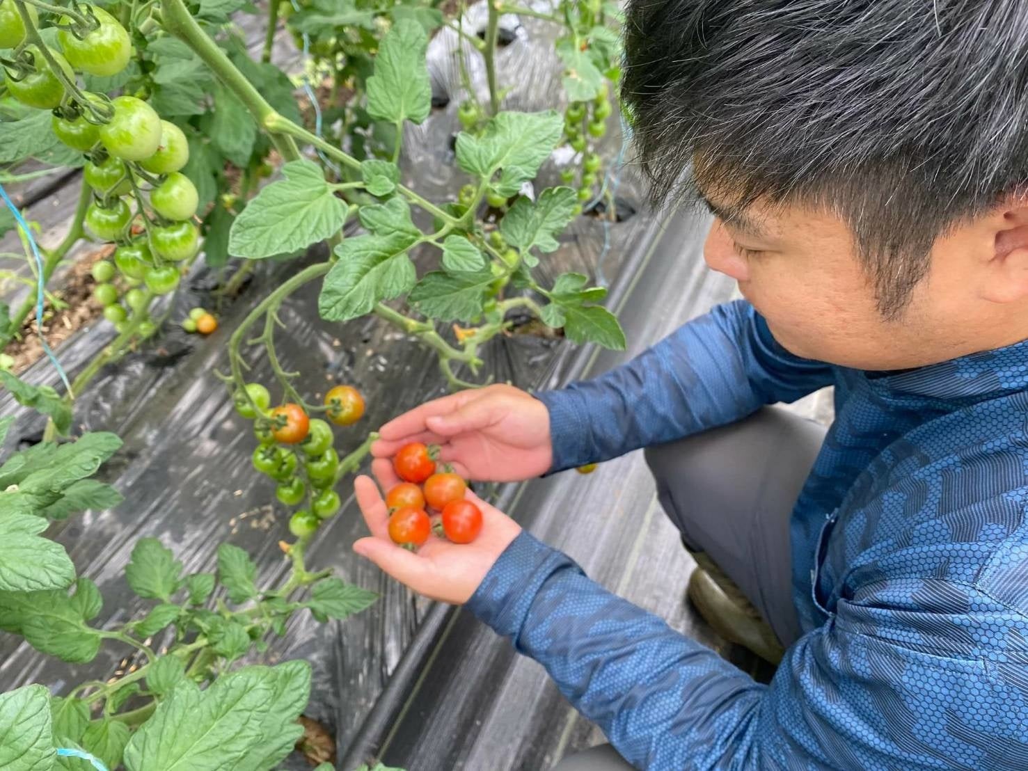 ミニトマト 収穫の様子