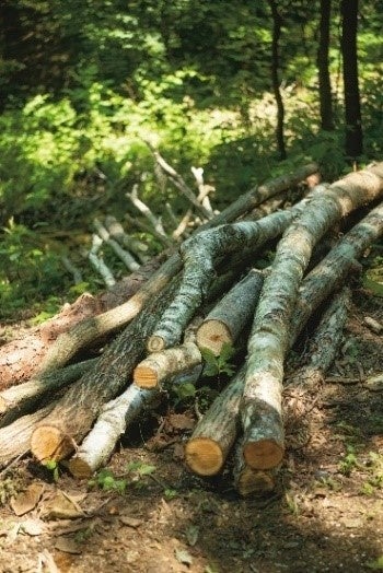 矢ヶ崎の森の間伐材