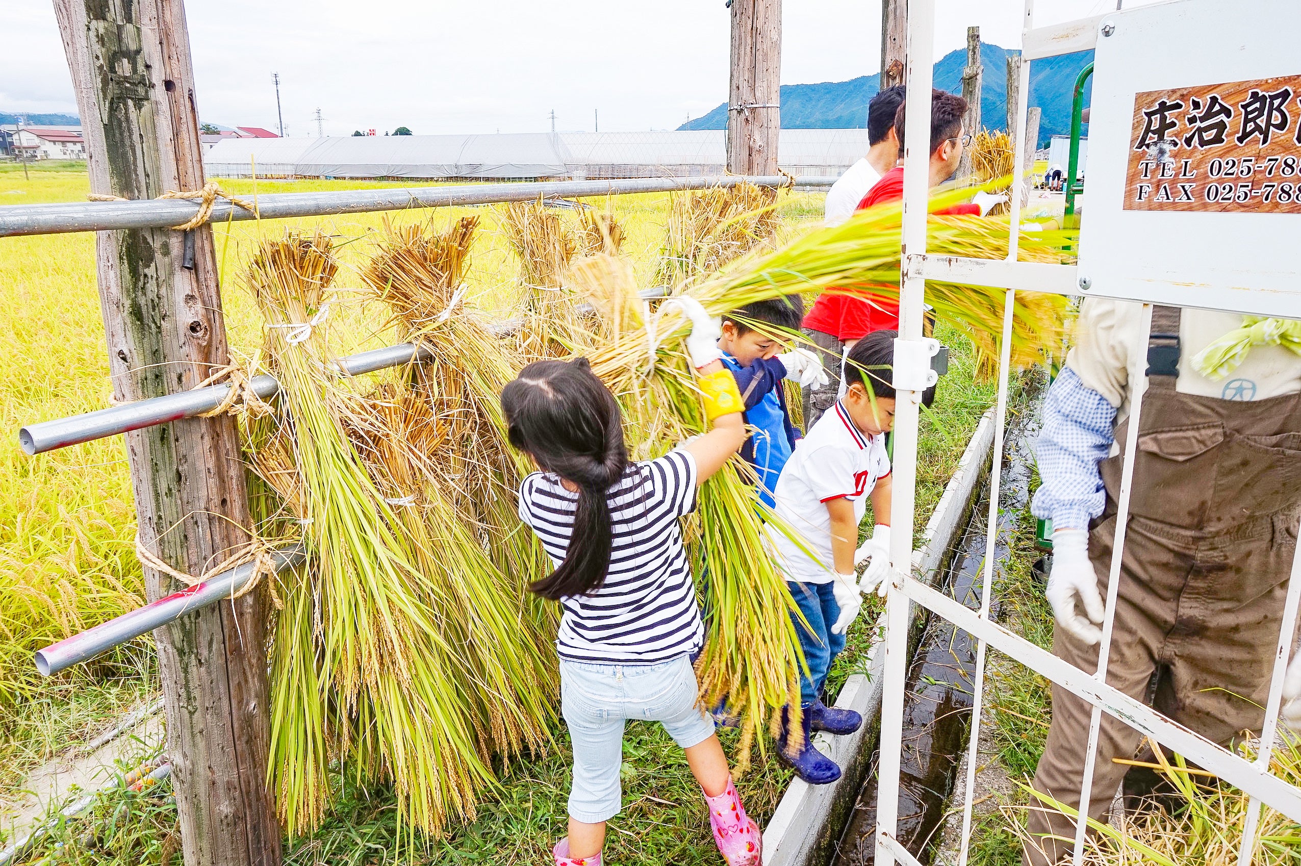 稲刈り体験後のはざかけの様子（イメージ）