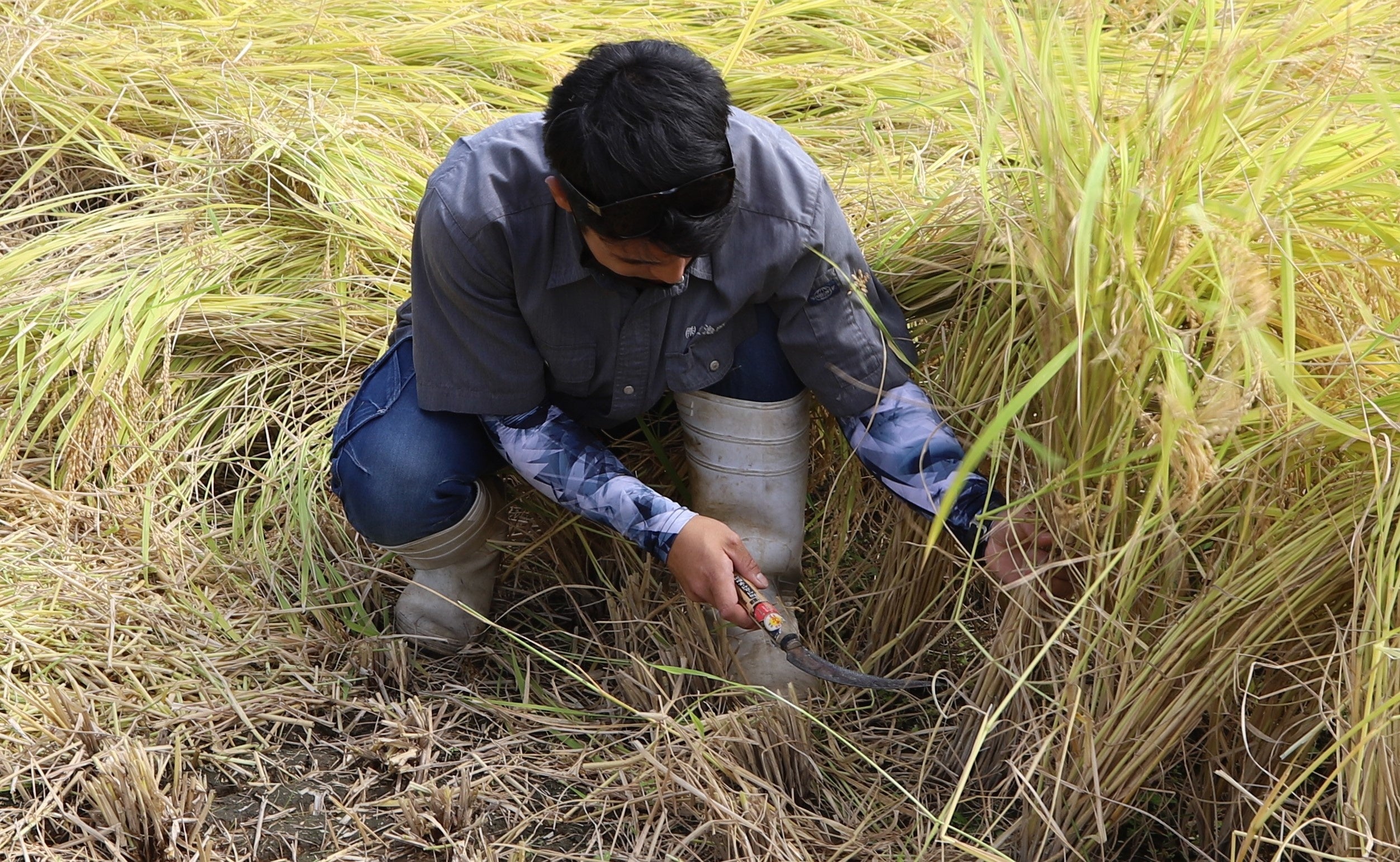 成長した稲を収穫