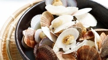 北海道産帆立稚貝