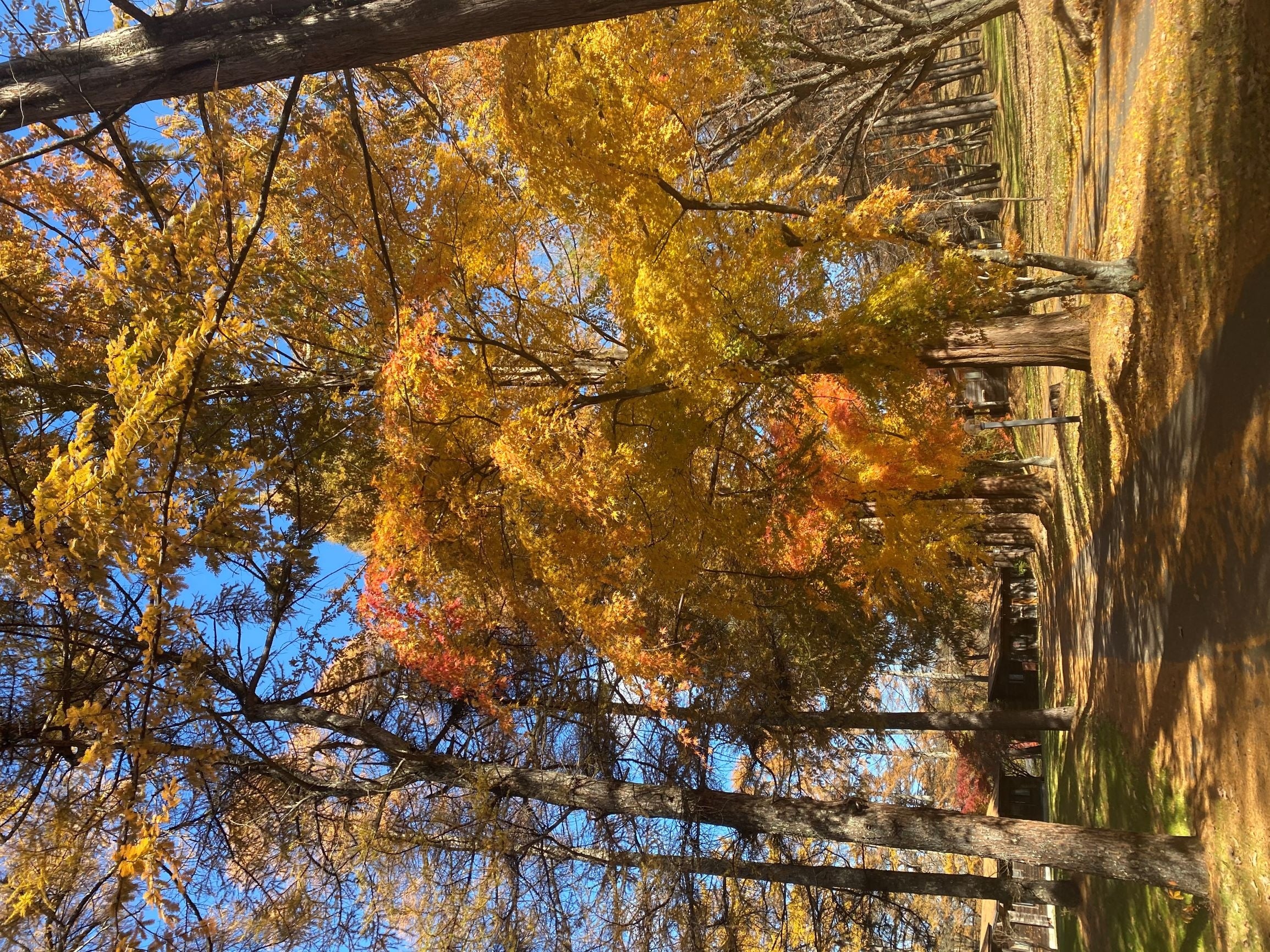 ❹黄色く色づくメタセコイヤの並木道