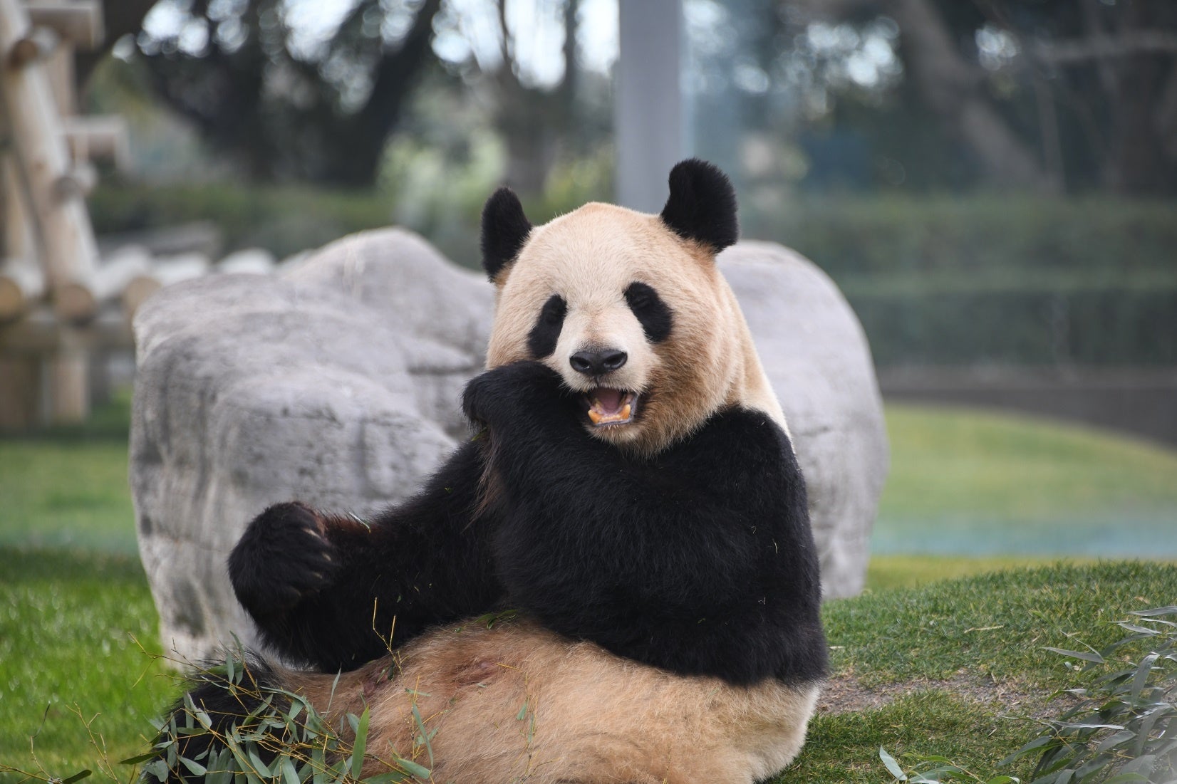 ジャイアントパンダ 良浜