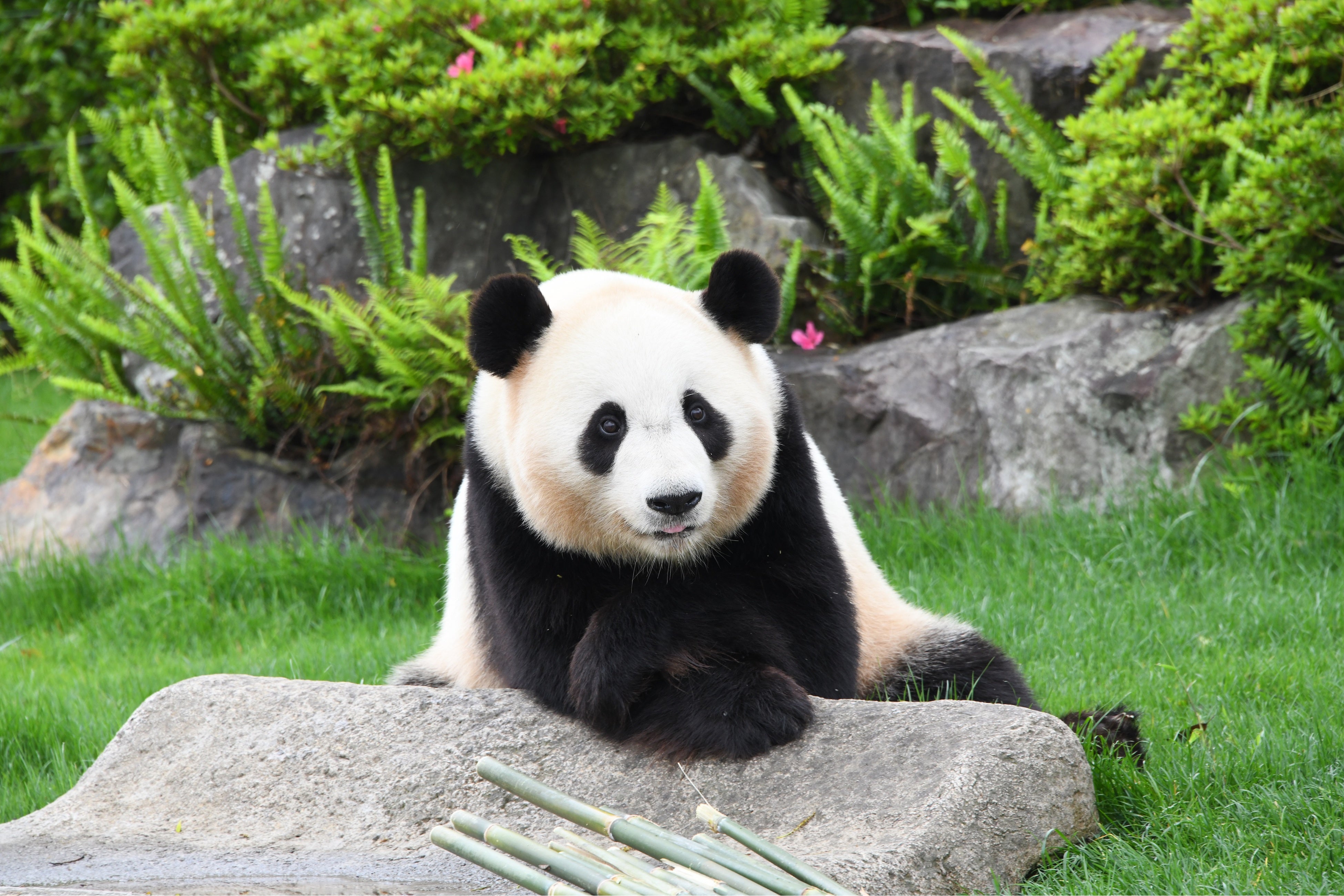 ジャイアントパンダ 結浜