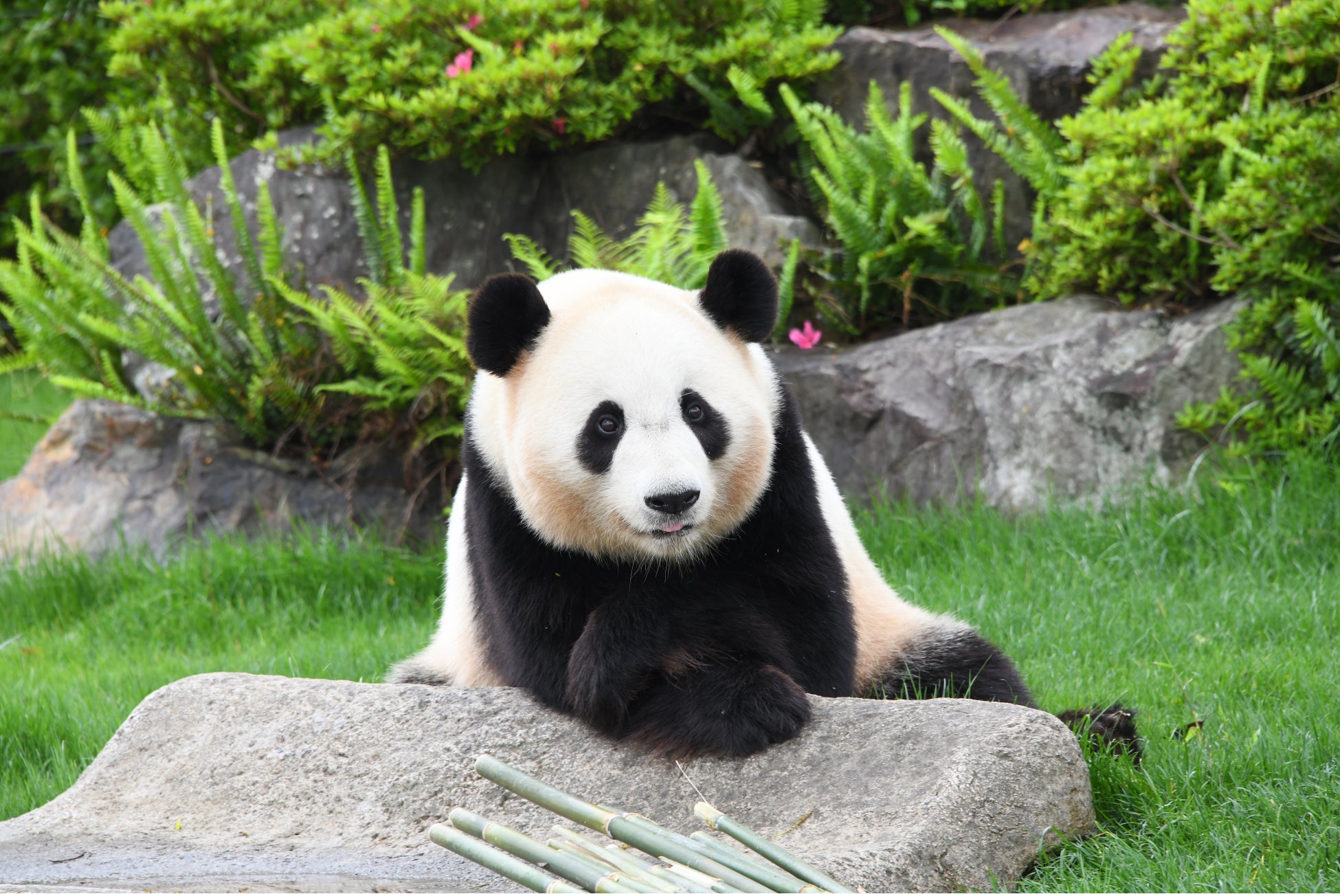 ジャイアントパンダ 結浜