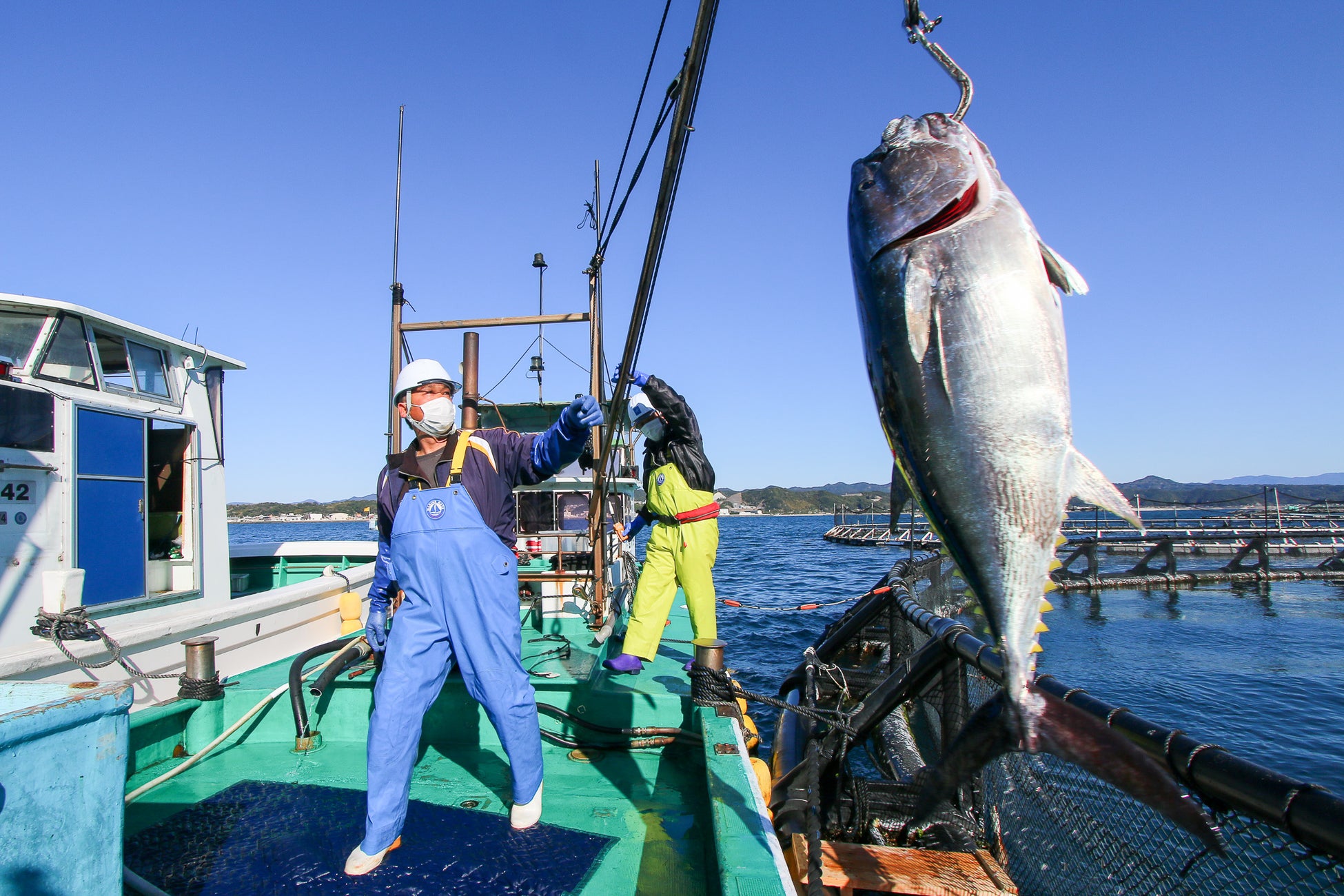 近畿大学水産研究所 漁業イメージ