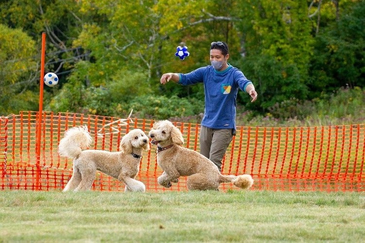リードを外して自由に走るワンちゃん
