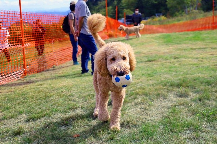 ボールで遊ぶワンちゃん