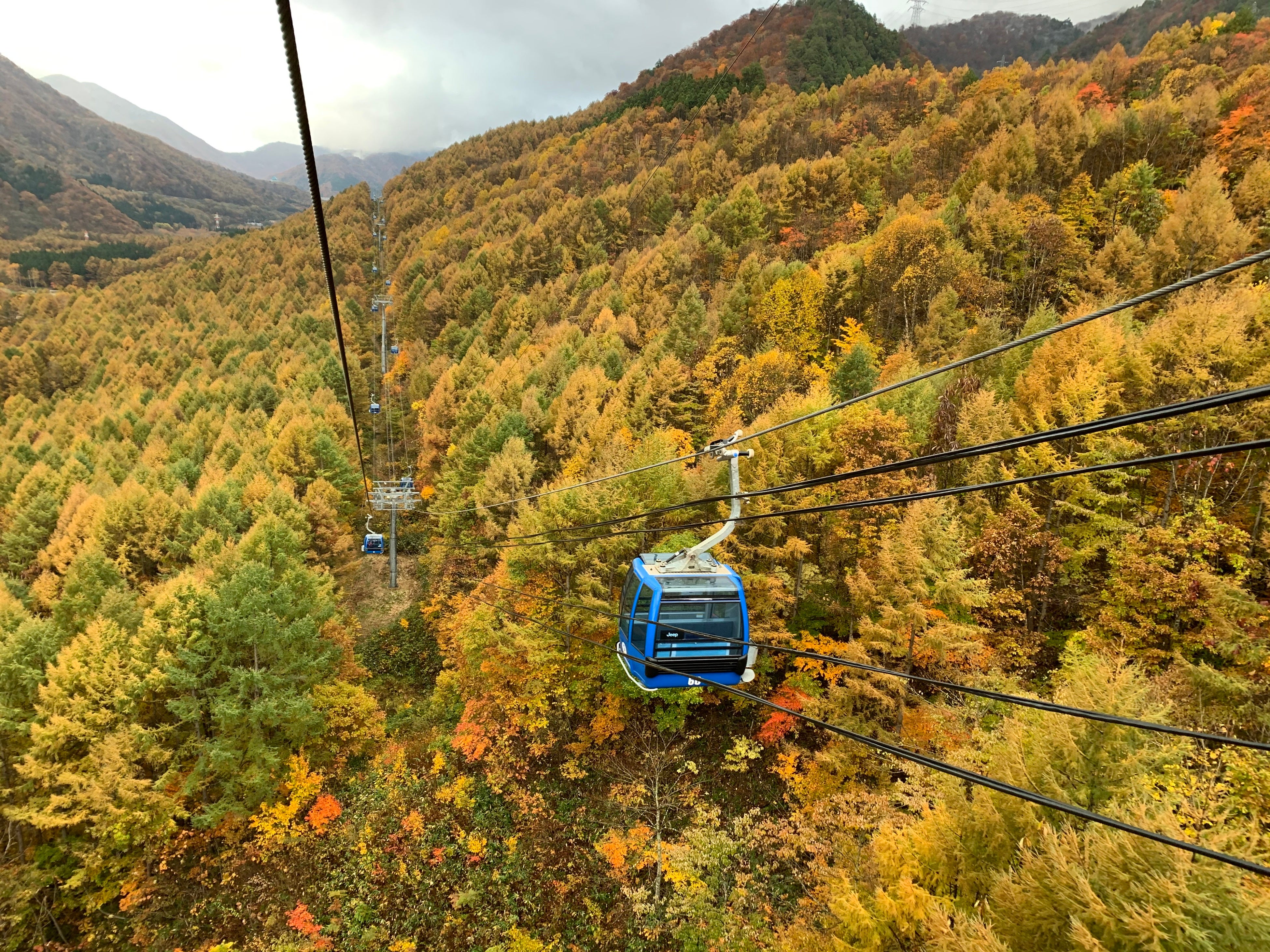 見頃の時期を迎えた「カラマツ」の様子