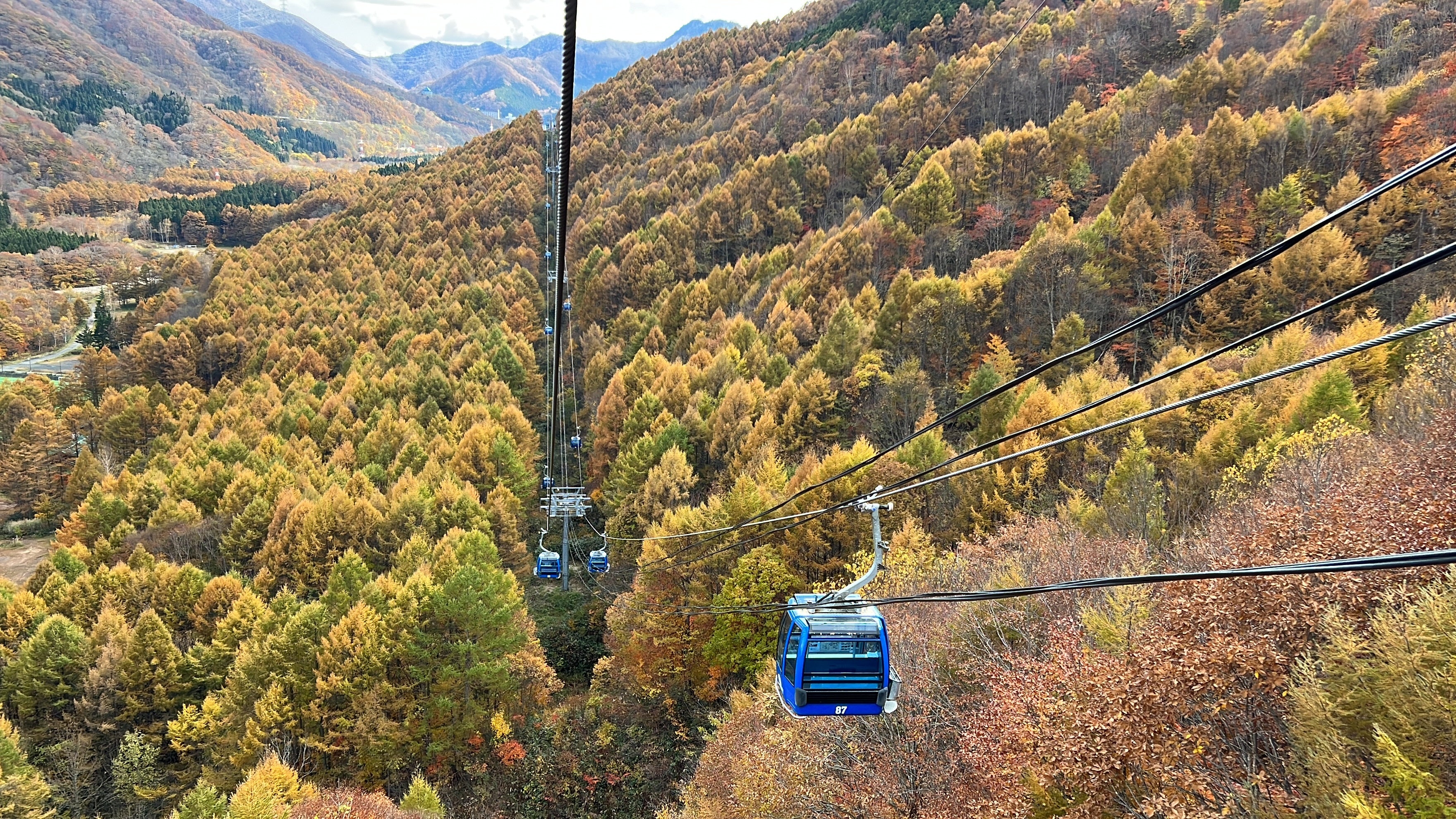 11月2日(火)現在の「カラマツ」の様子