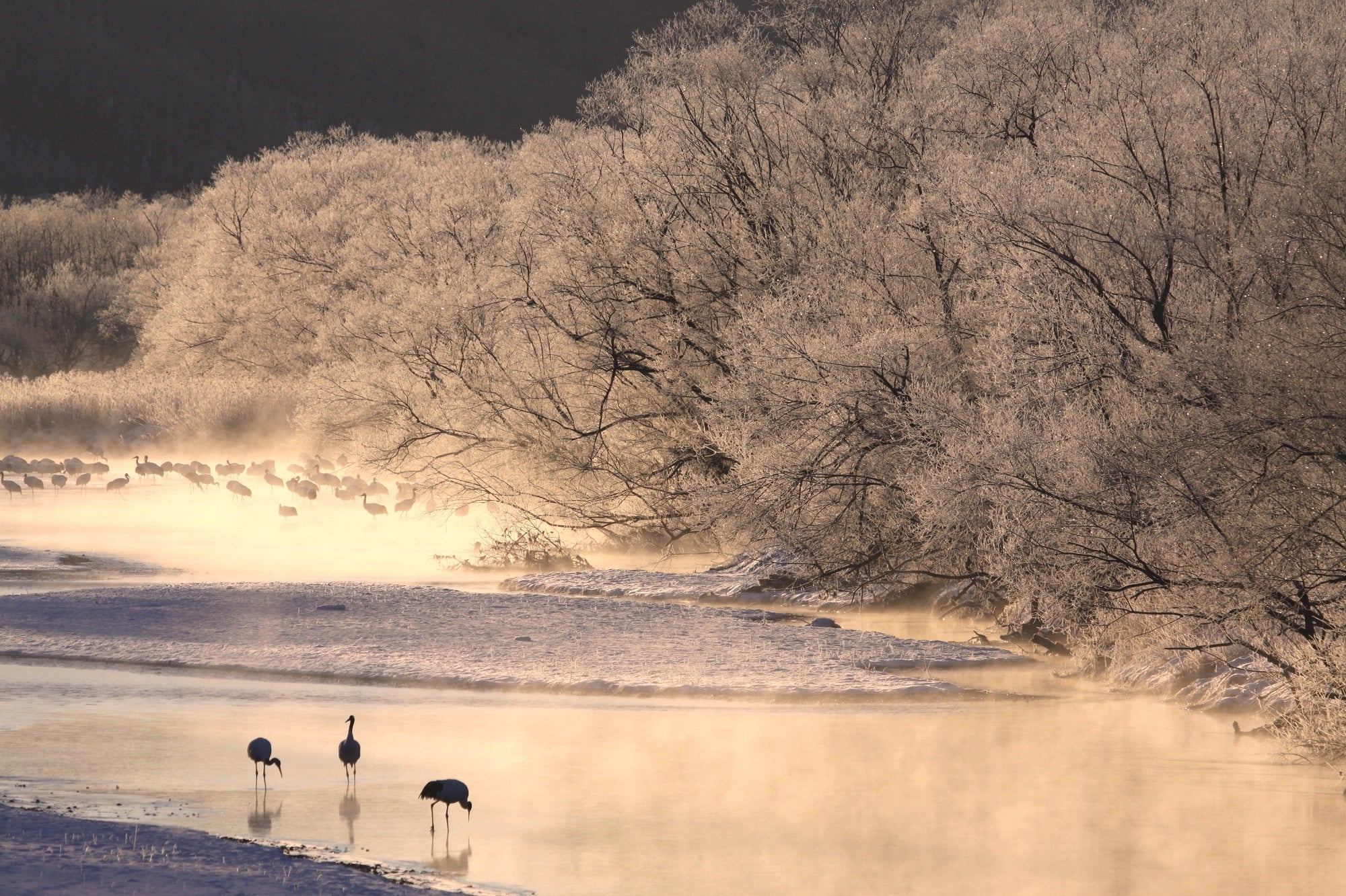 雪裡川に佇むタンチョウ