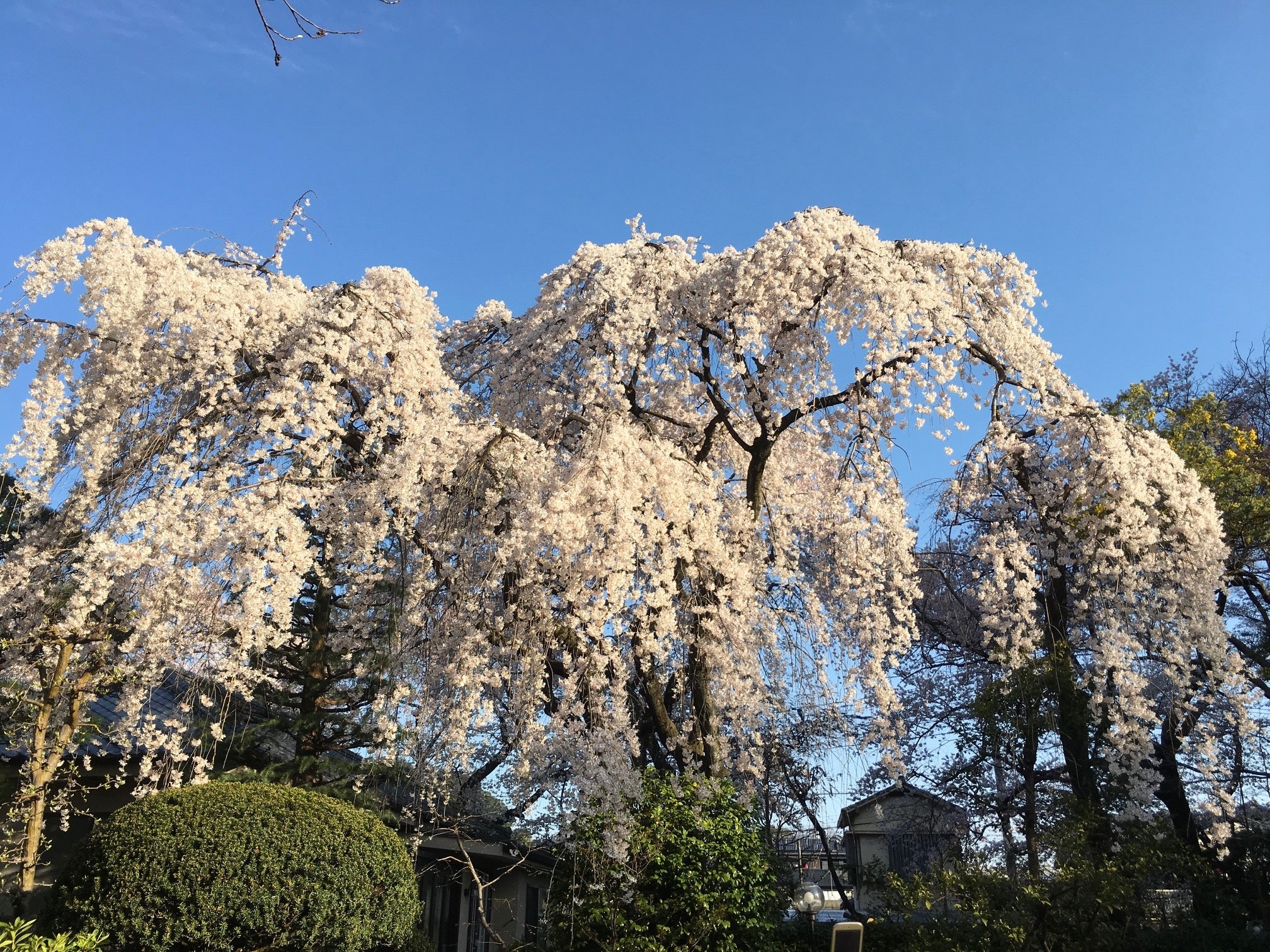 桜スポット 「中院の桜」
