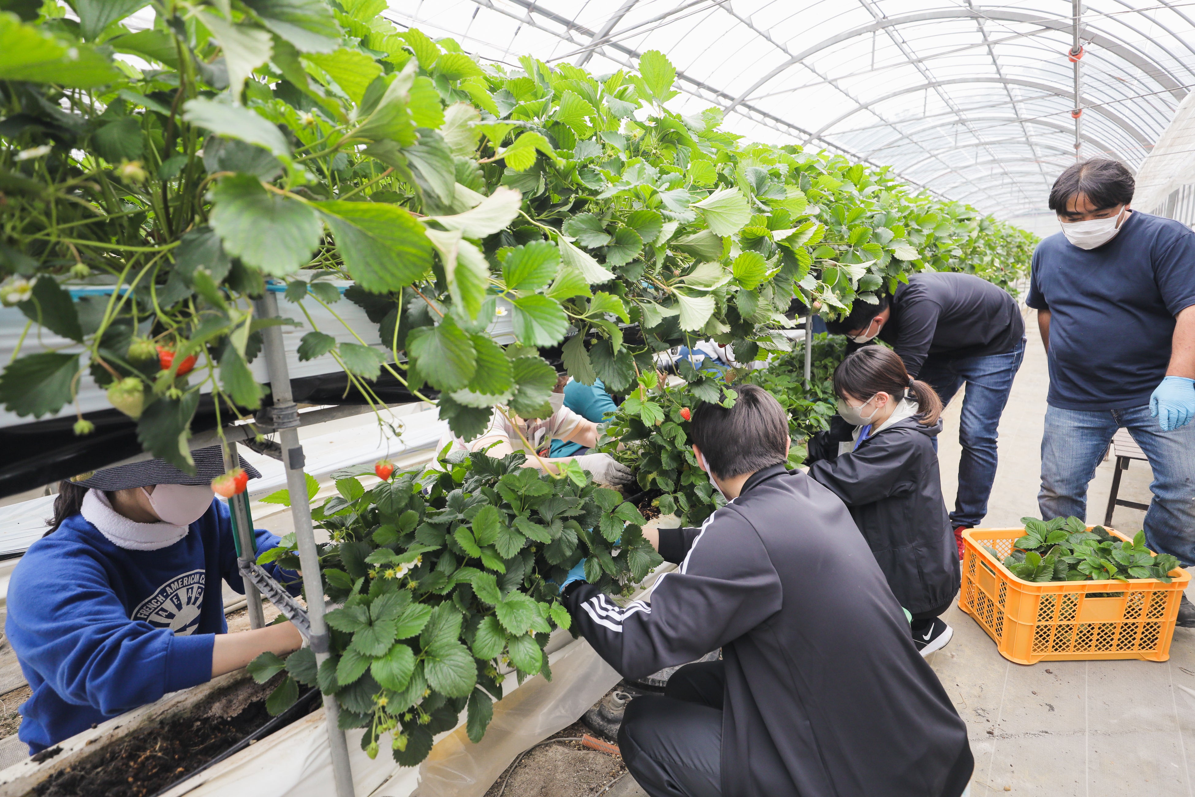 地元のいちご農園でボランティア研修（イメージ）