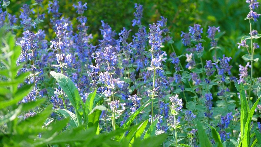 キャットミント