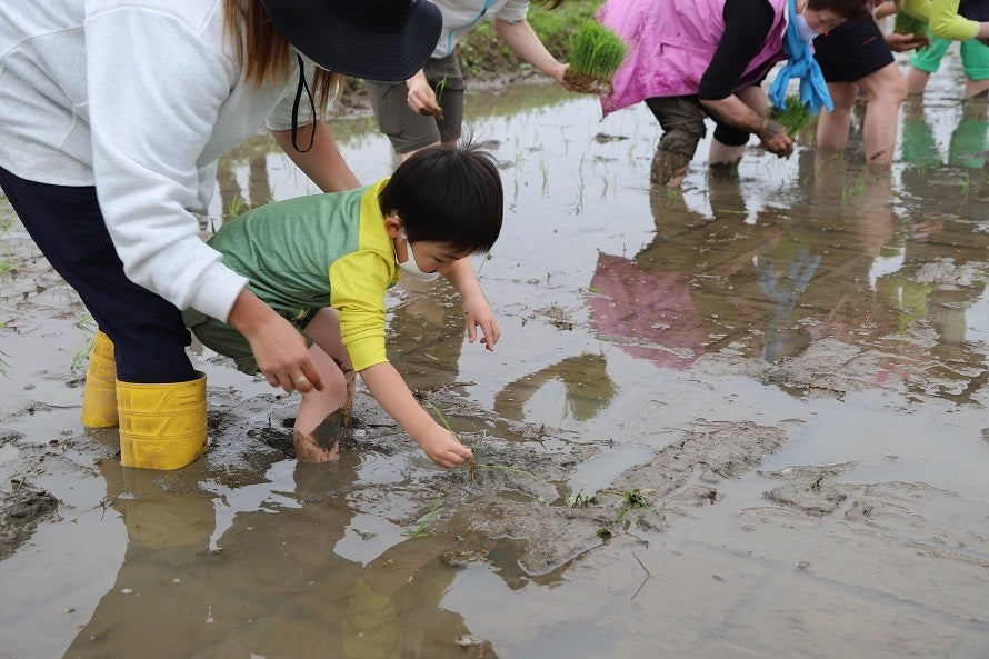 手で苗を植える様子