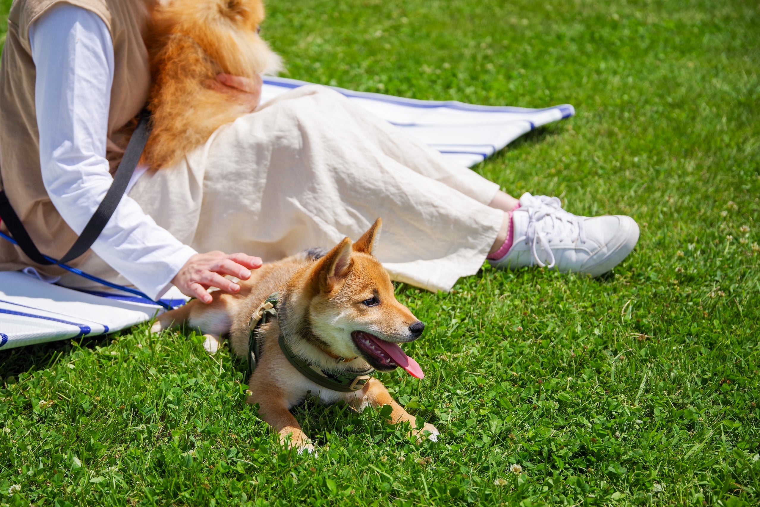 ワンちゃんと一緒にピクニック気分