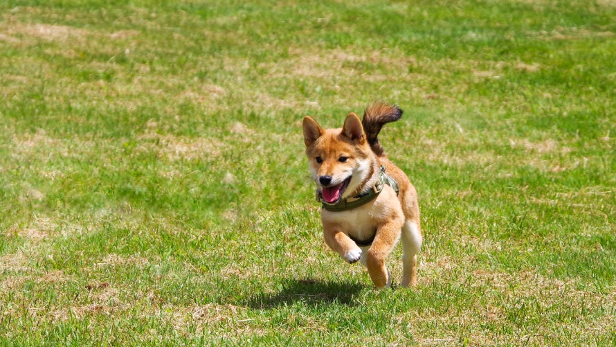 高原の澄みきった空気の中、ワンちゃんとドッグランでのびのび遊ぶ