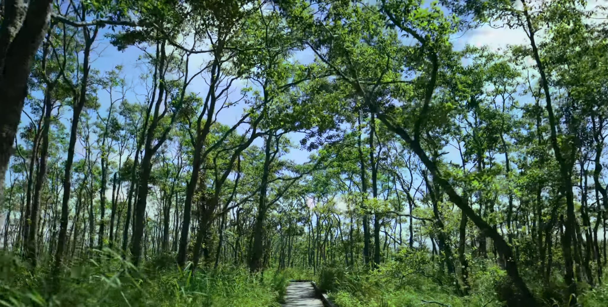 色鮮やかな木々や植物を感じる非日常体験