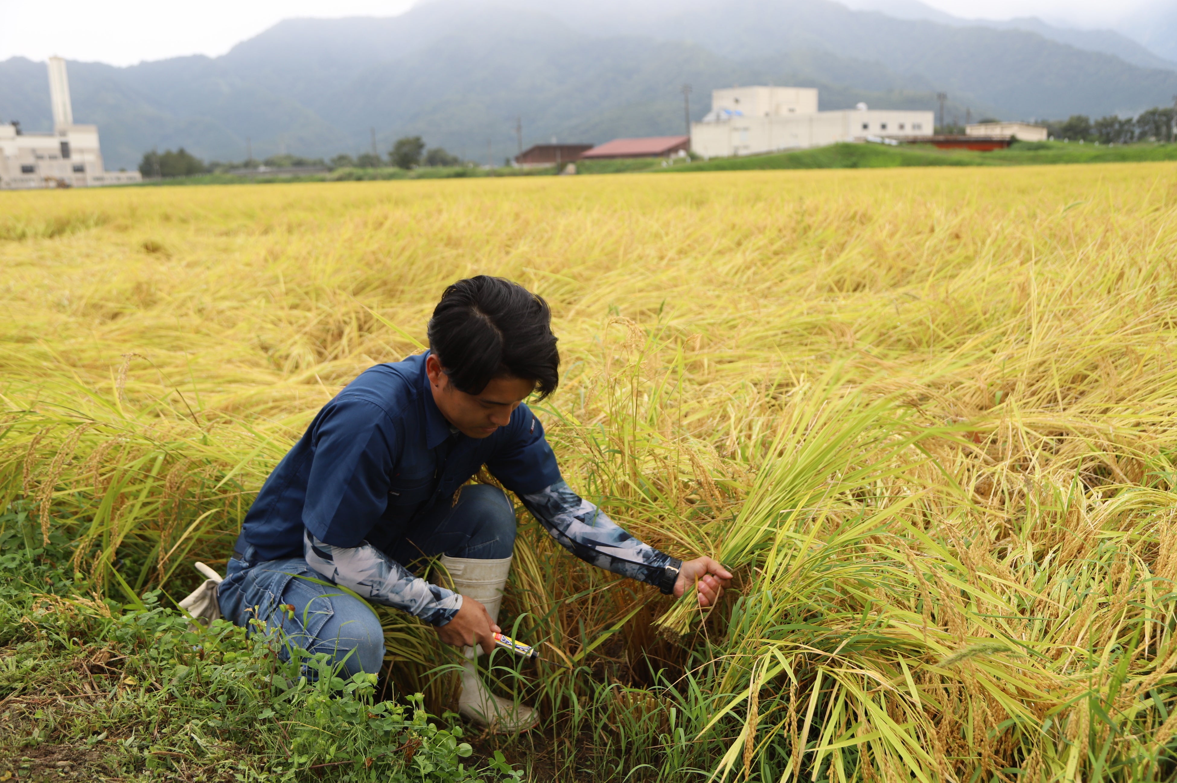 成長した稲を収穫