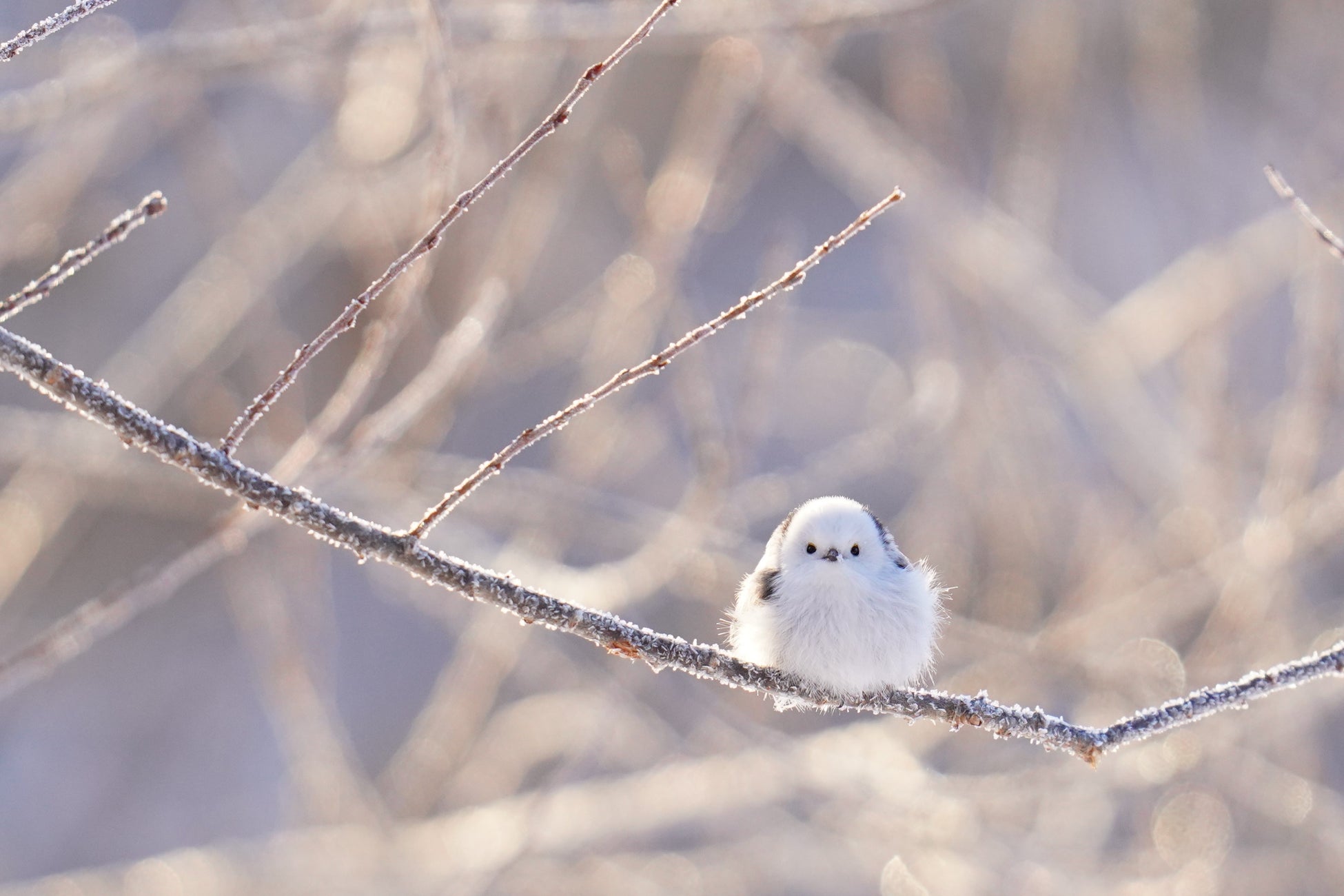 雪の妖精「シマエナガ」