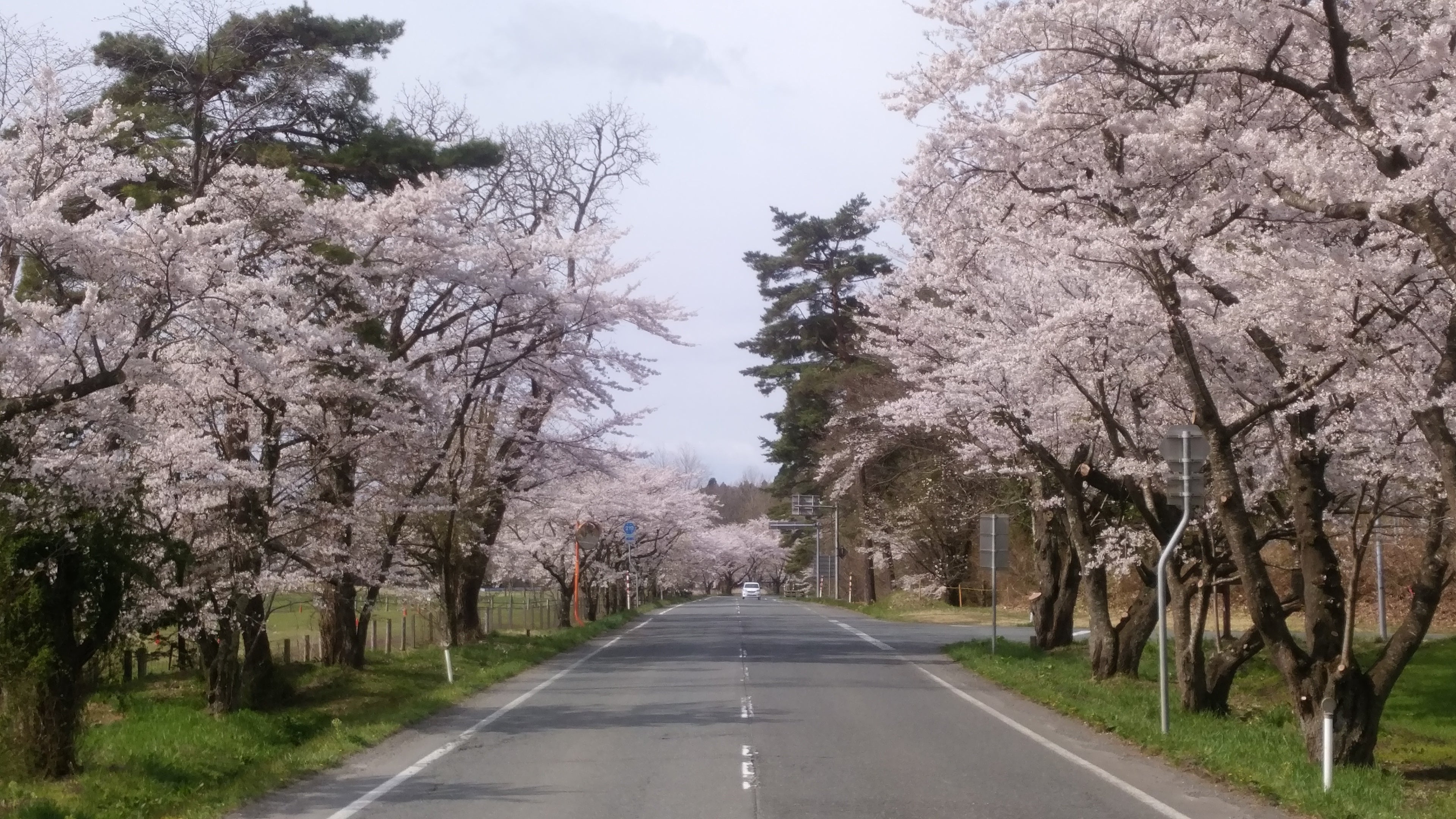 小岩井農場前　桜並木