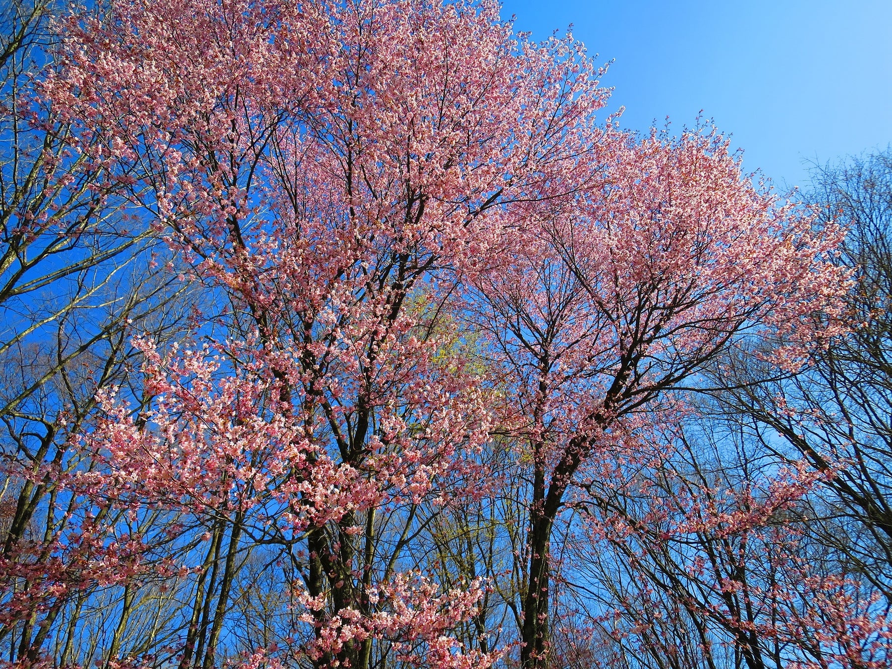 雫石ゴルフ場コース内の桜
