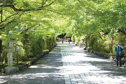 石山寺参道のあお若葉(もみじ)