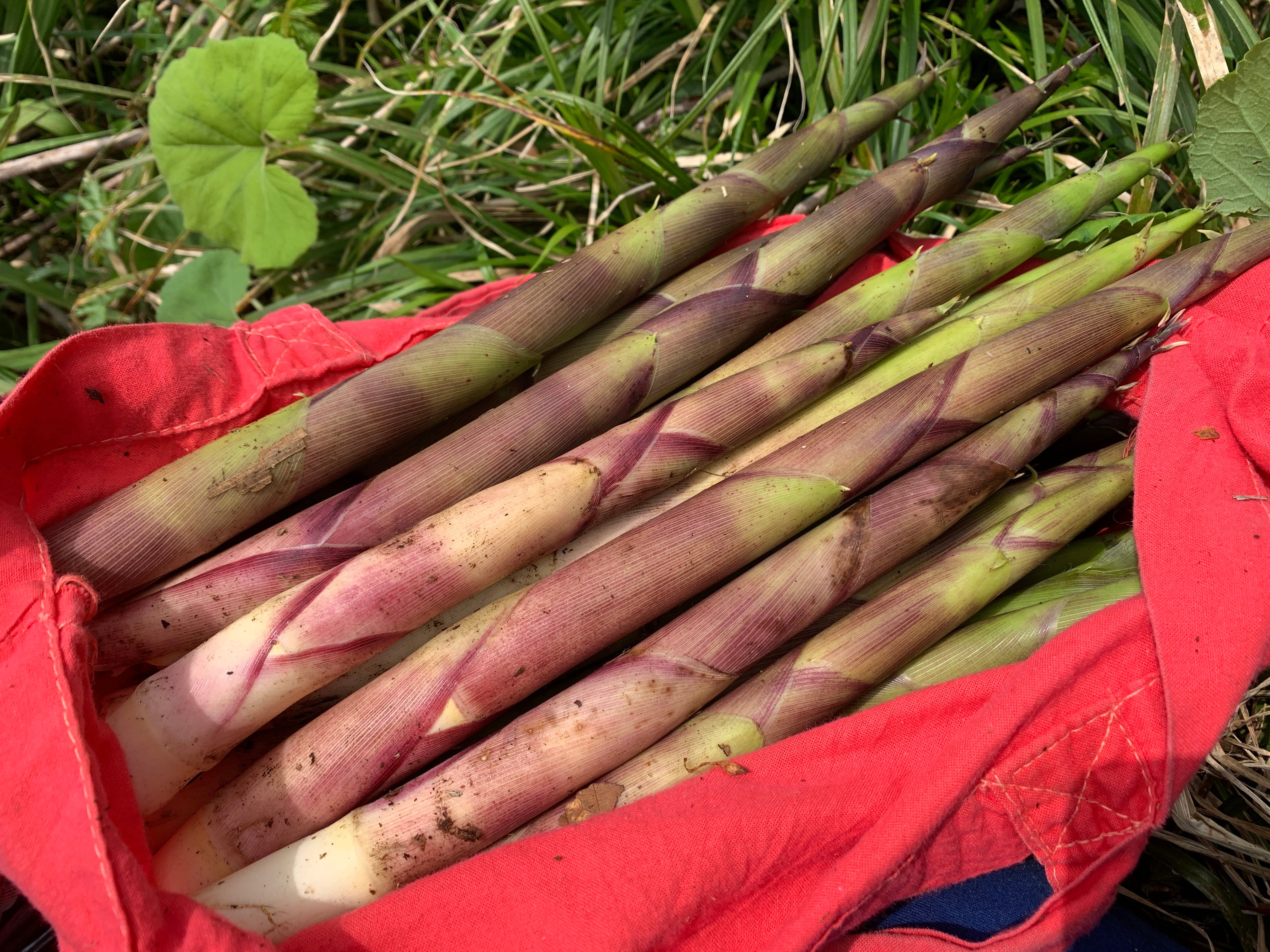 収穫した山たけのこ(根曲がり竹)