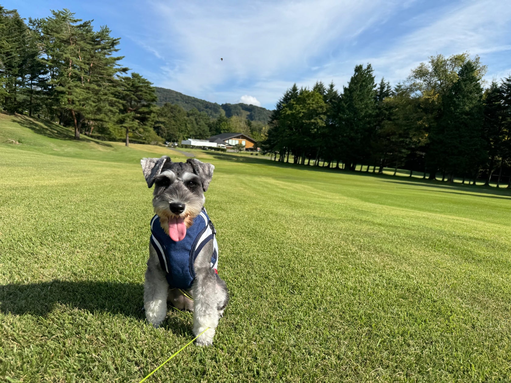 軽井沢の晴山ゴルフ場、愛犬同伴ラウンドを新開始