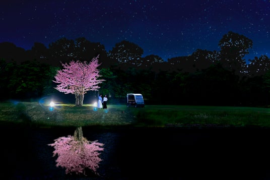 【函館大沼プリンスホテル】夜に見上げる1桜 ゴルフカートで行く夜桜ツアー 【函館大沼プリンスホテル】夜に見上げる1桜 ゴルフカートで行く夜桜ツアー