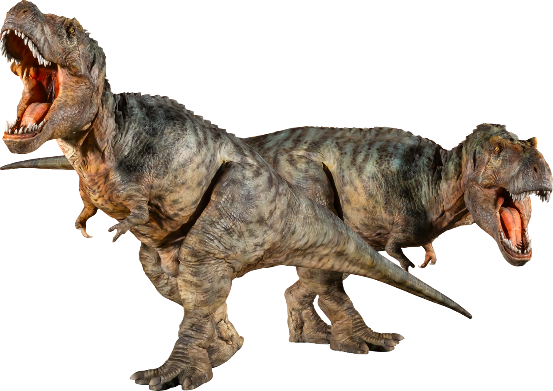 本日からチケット一般販売スタート!! DINO SAFARI史上最多の15頭の恐竜