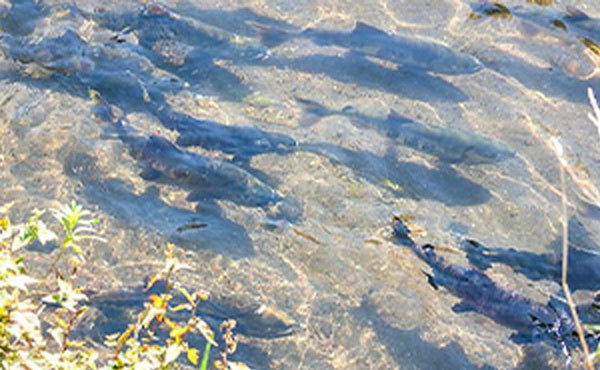 近隣の河川の様子 イメージ