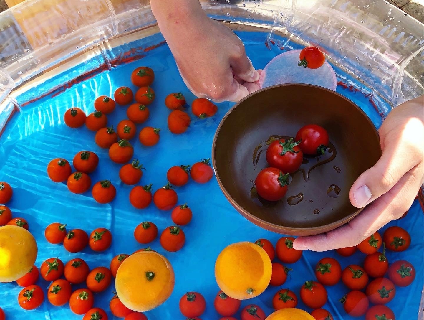 こどもからおとなまでみんなに人気の「ミニトマトすくい」!