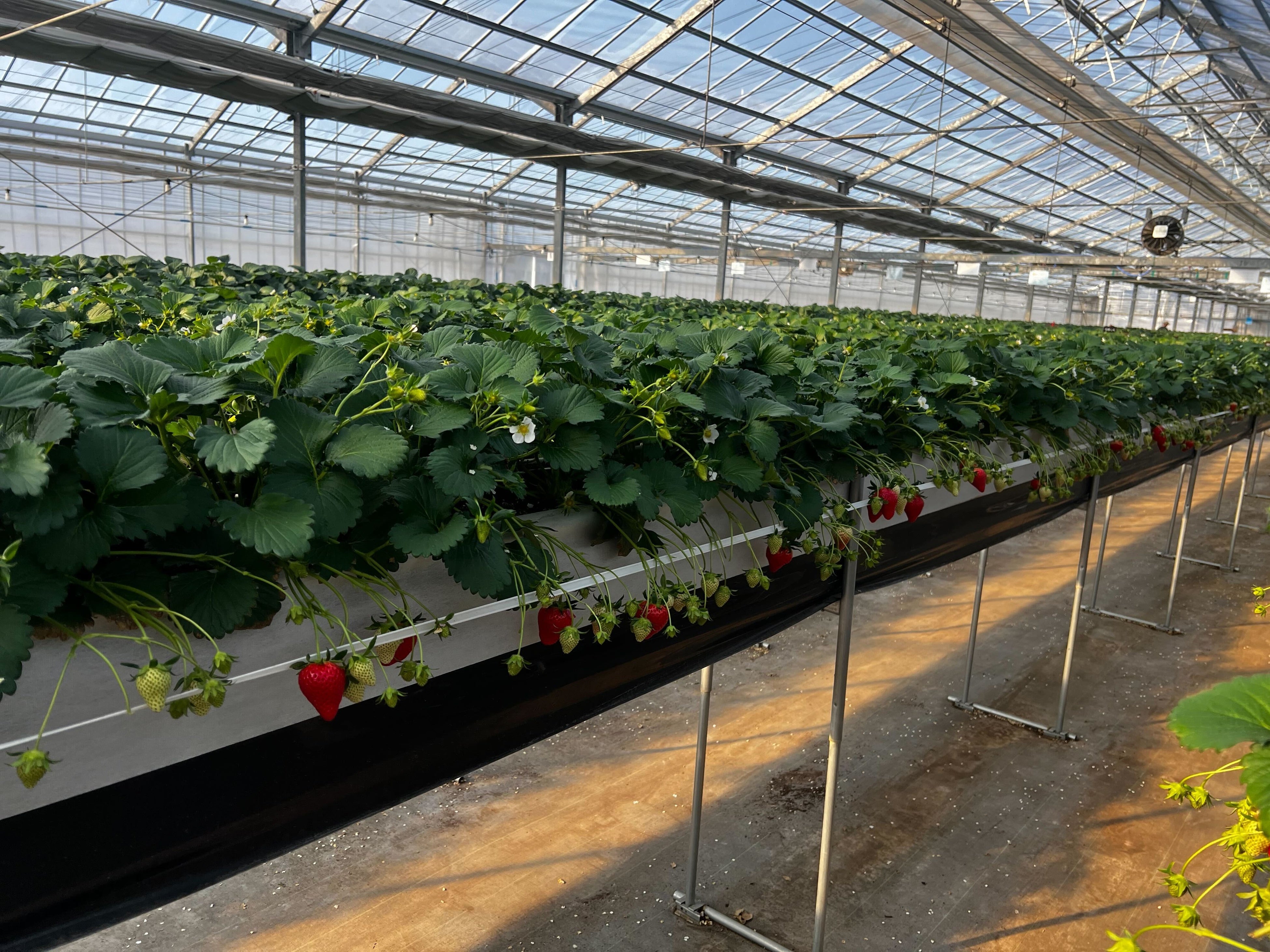 ジャパンストロベリー株式会社が運営するいちご圃場