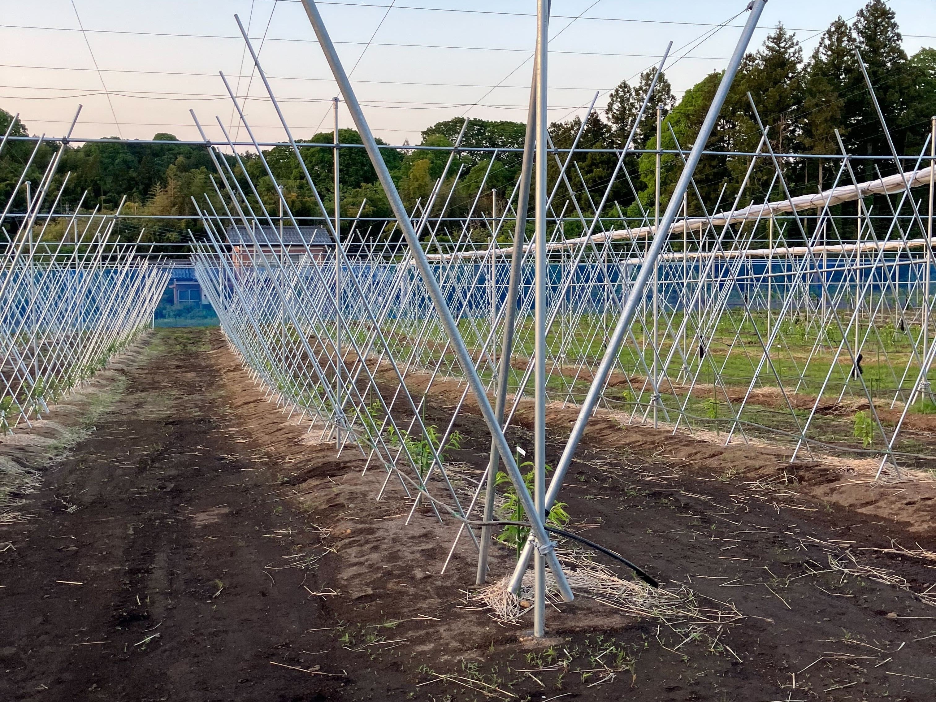 もものV字仕立て