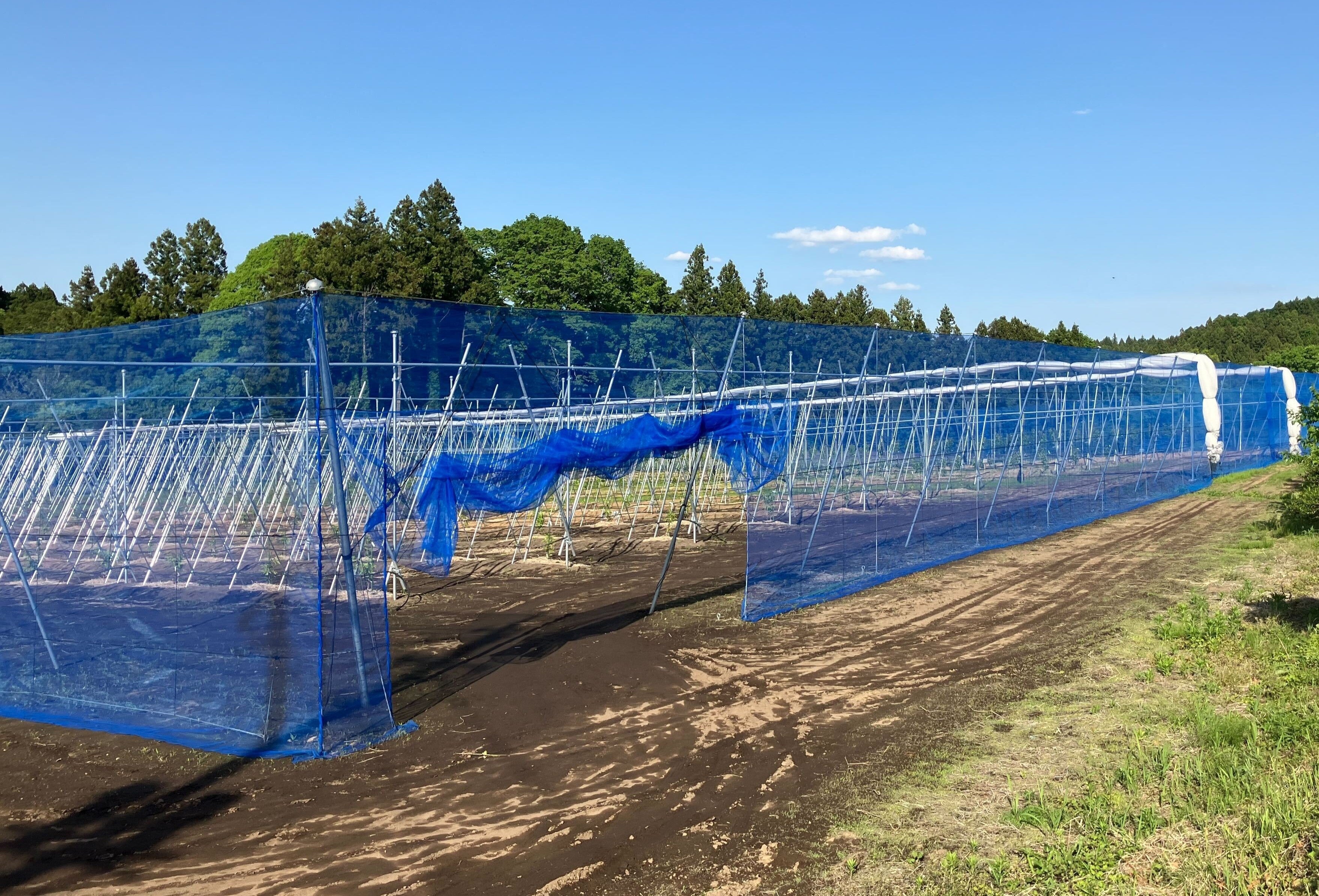 城里町錫高野地区のなし・もも圃場