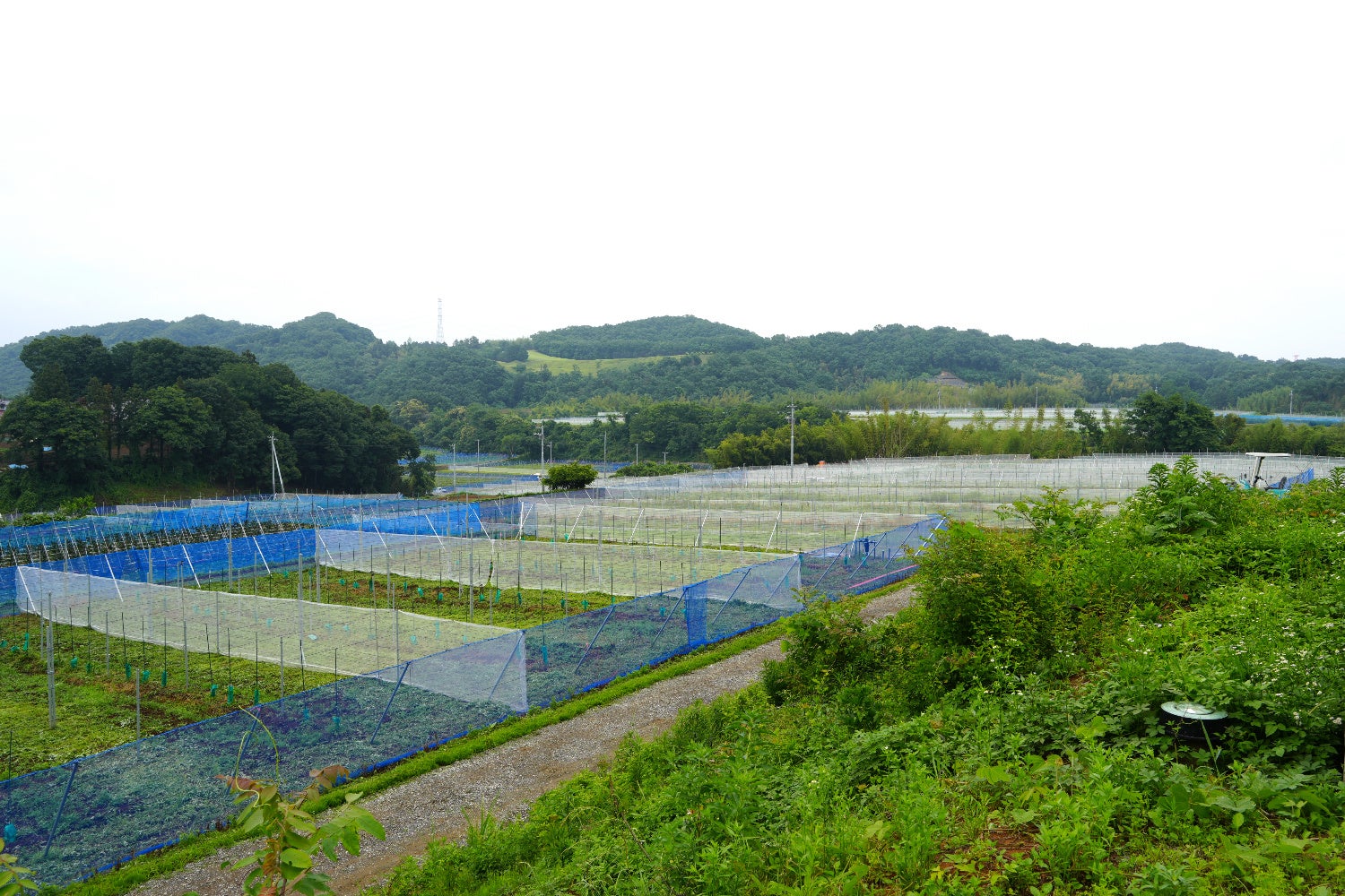 ジャパンキウイで運営する群馬県高崎市吉井町多比良地区のキウイ圃場