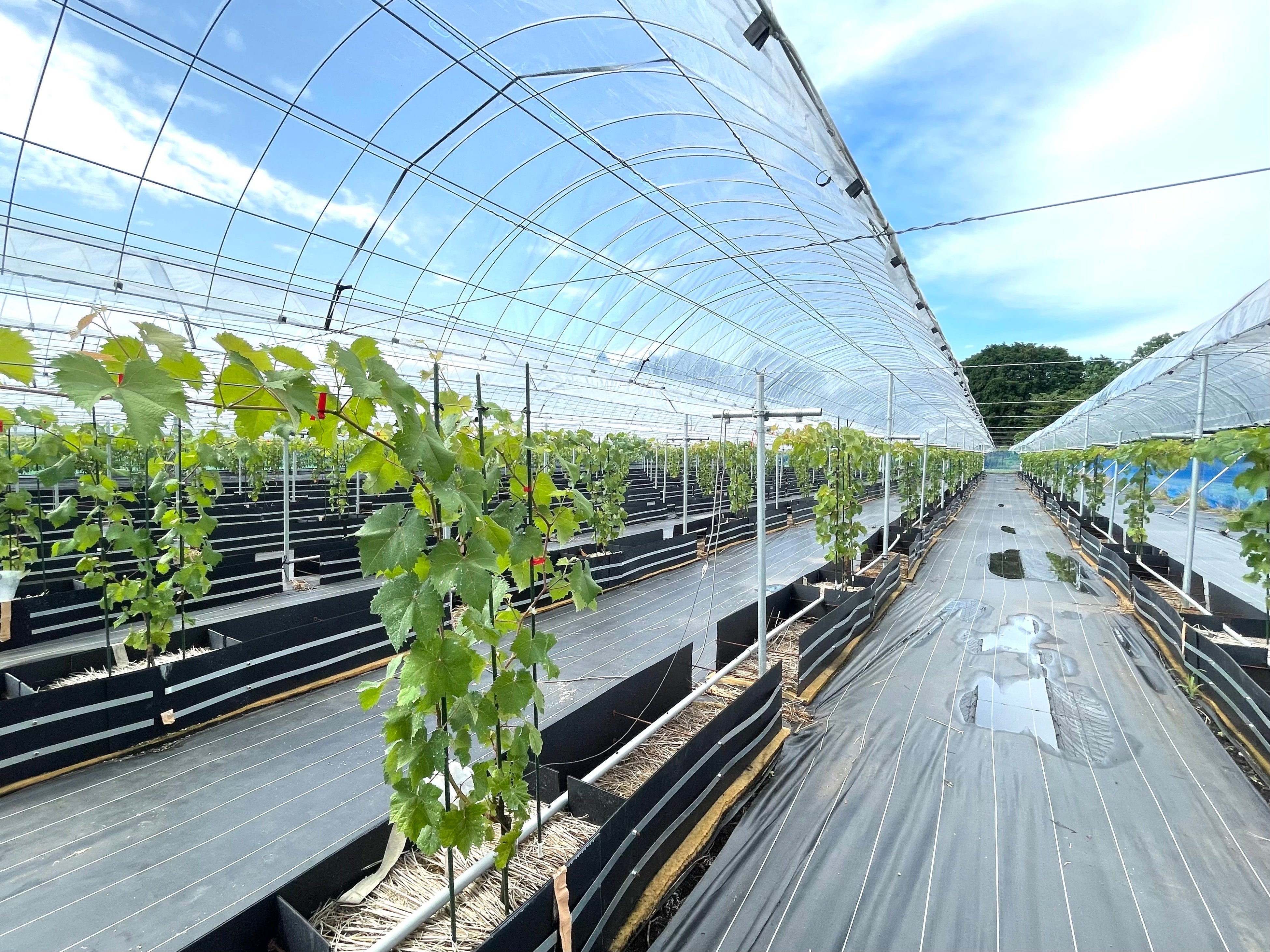 ジャパングレープが運営する栃木県宇都宮市板戸町のぶどう圃場