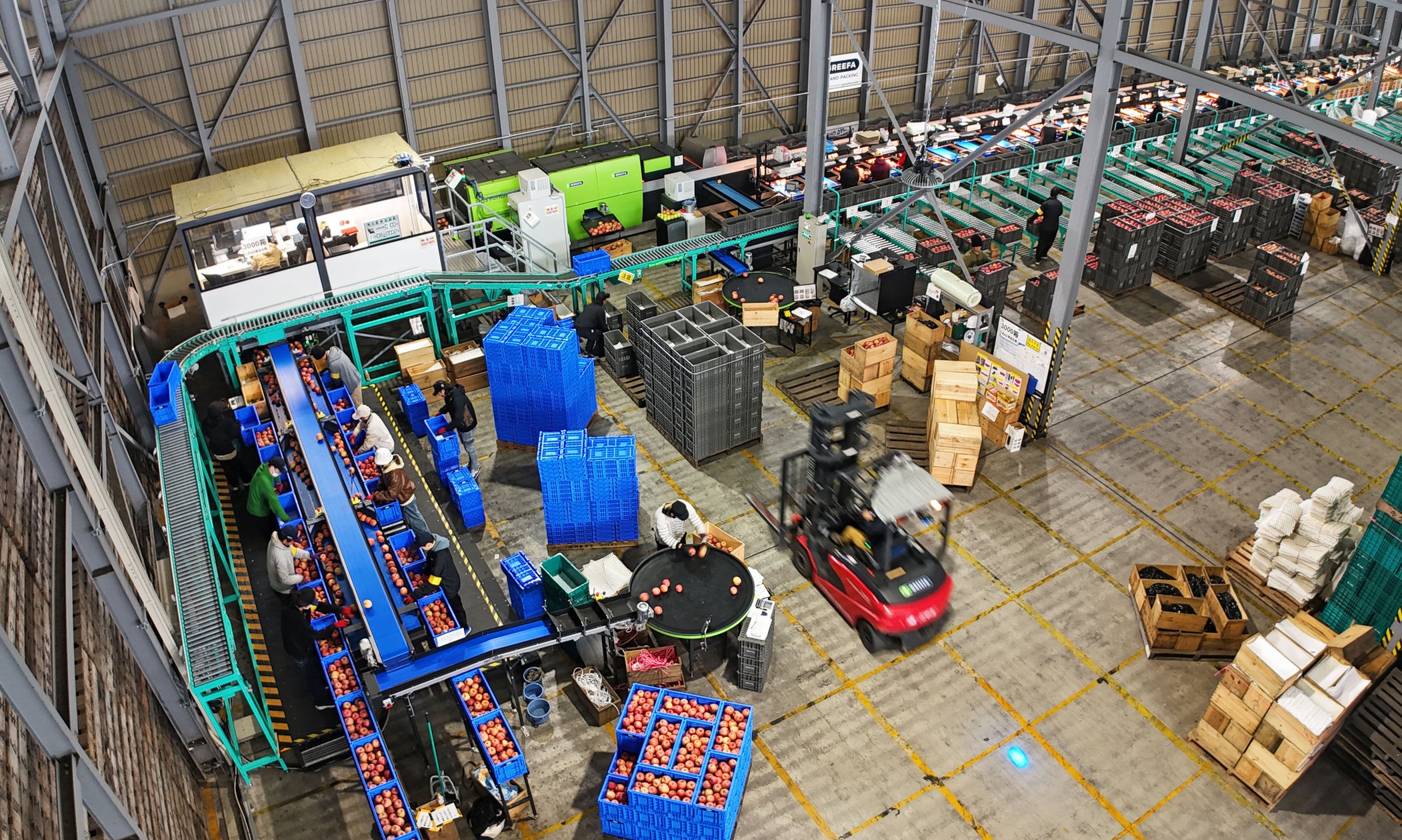 日本農業が青森県産りんごの製造体制を拡大!オランダ・GREEFA社製の大型選果機導入で約2.5倍の選果量を目指す