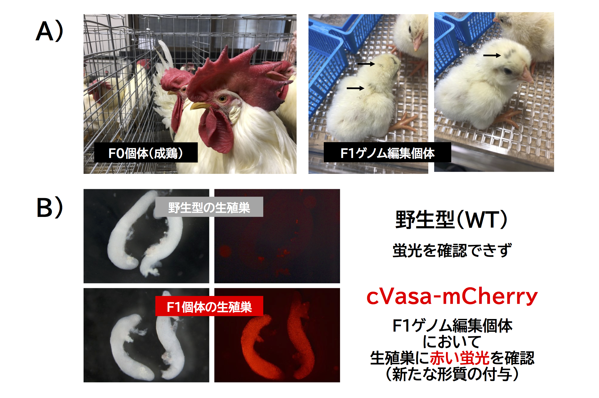 セツロテック独自のゲノム編集技術を活用してゲノム編集ニワトリ