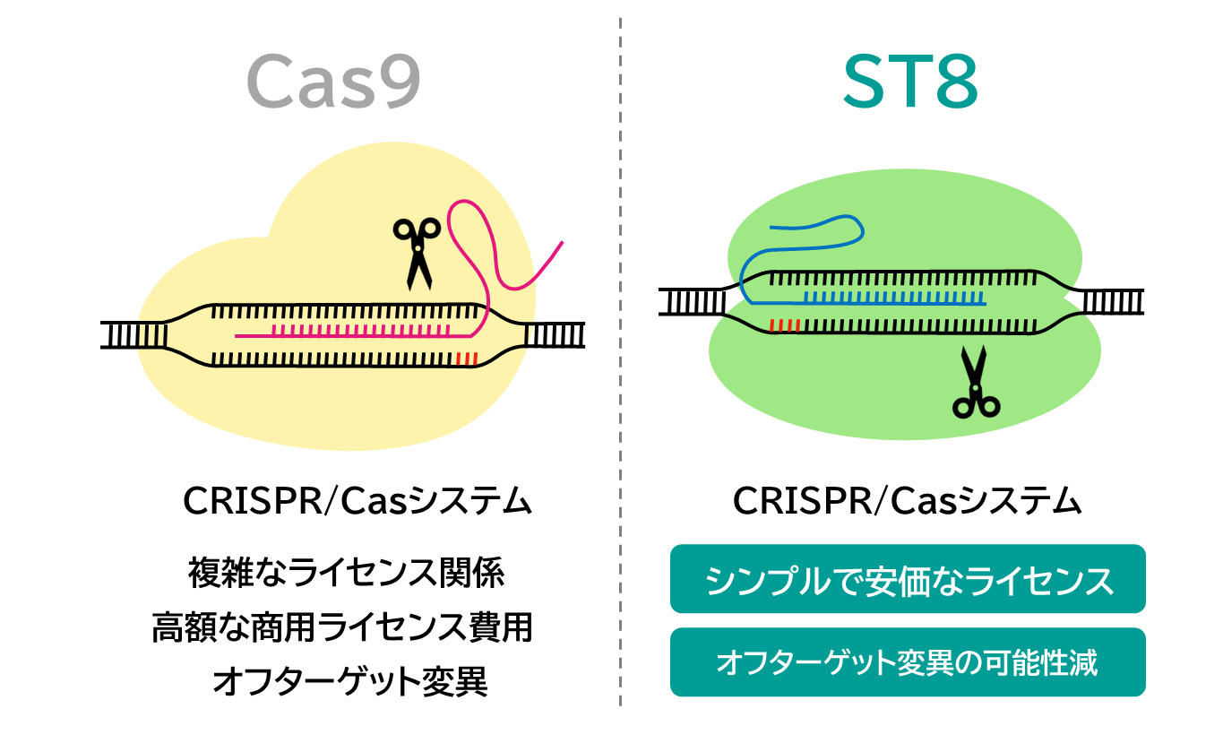 ST8がゲノム編集技術の産業利用へ道を開く！ | 株式会社