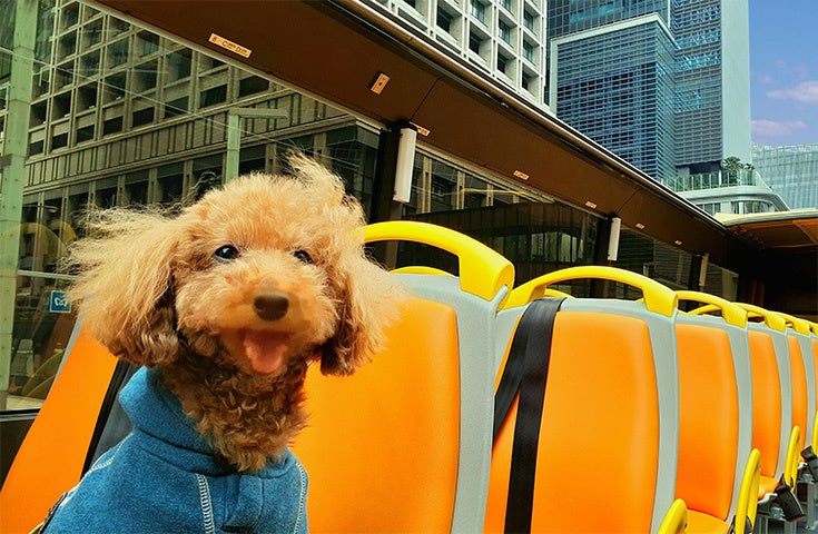日本で唯一！わんちゃんと一緒に『オープントップバス』で非日常