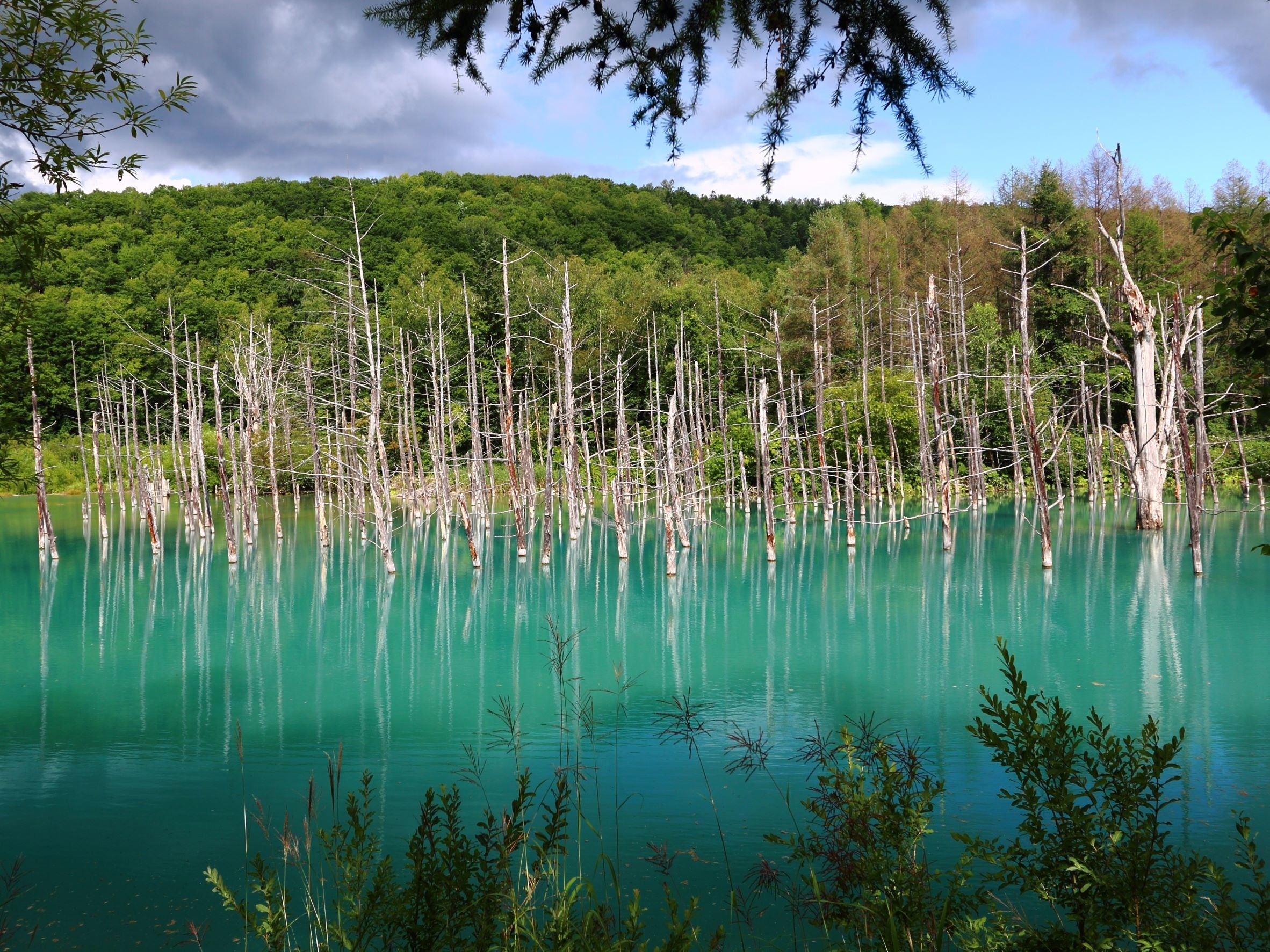 美瑛　青池　季節により色合いが異なるのも魅力