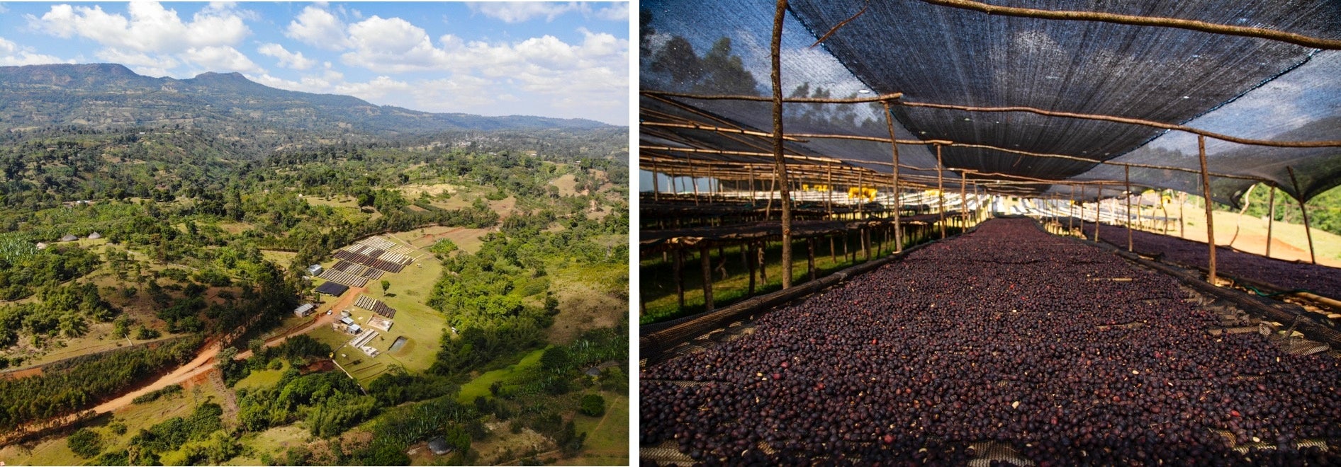 写真左 シダマ地方　／右 コーヒーチェリー乾燥場