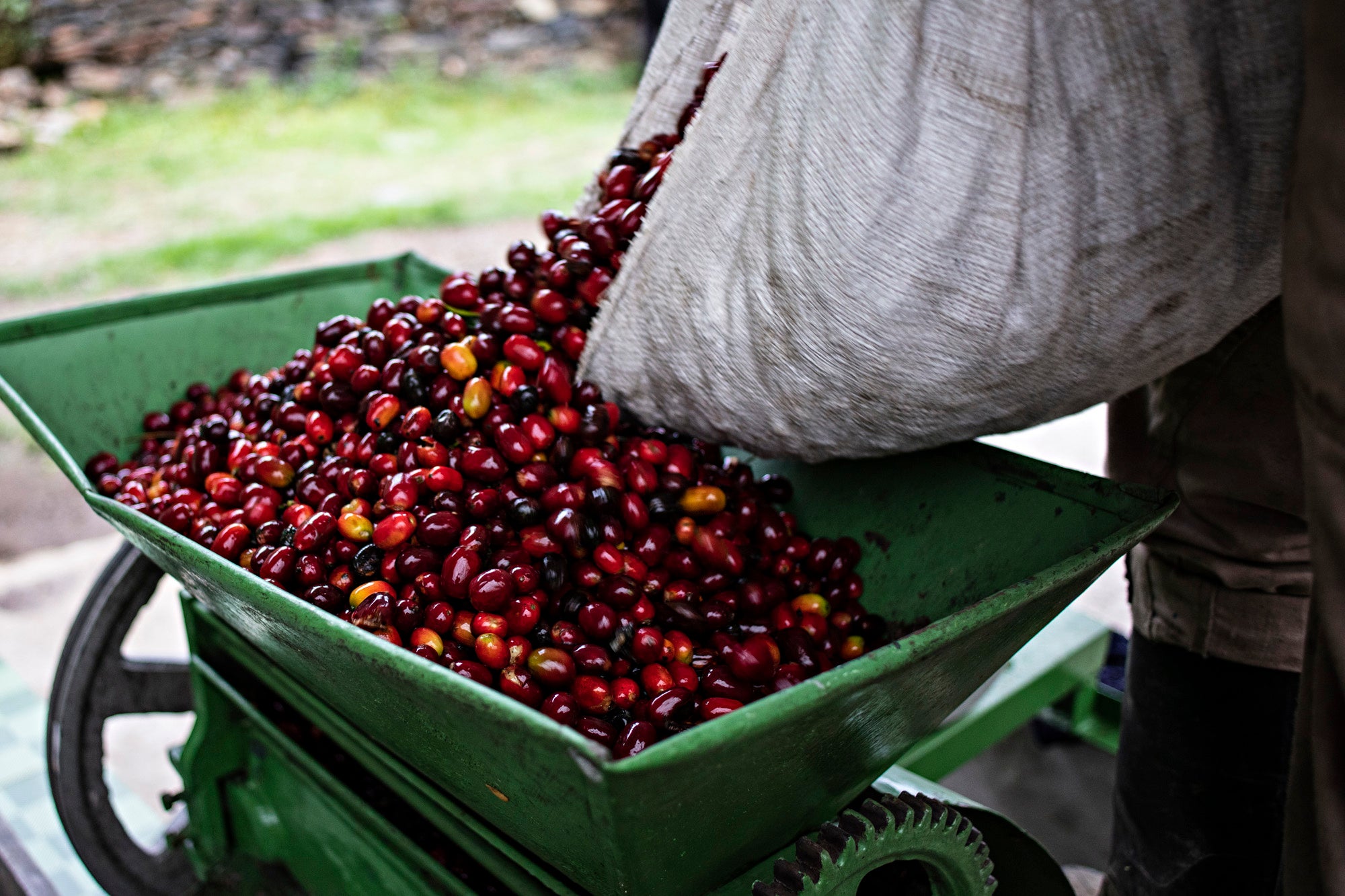 コーヒーチェリー