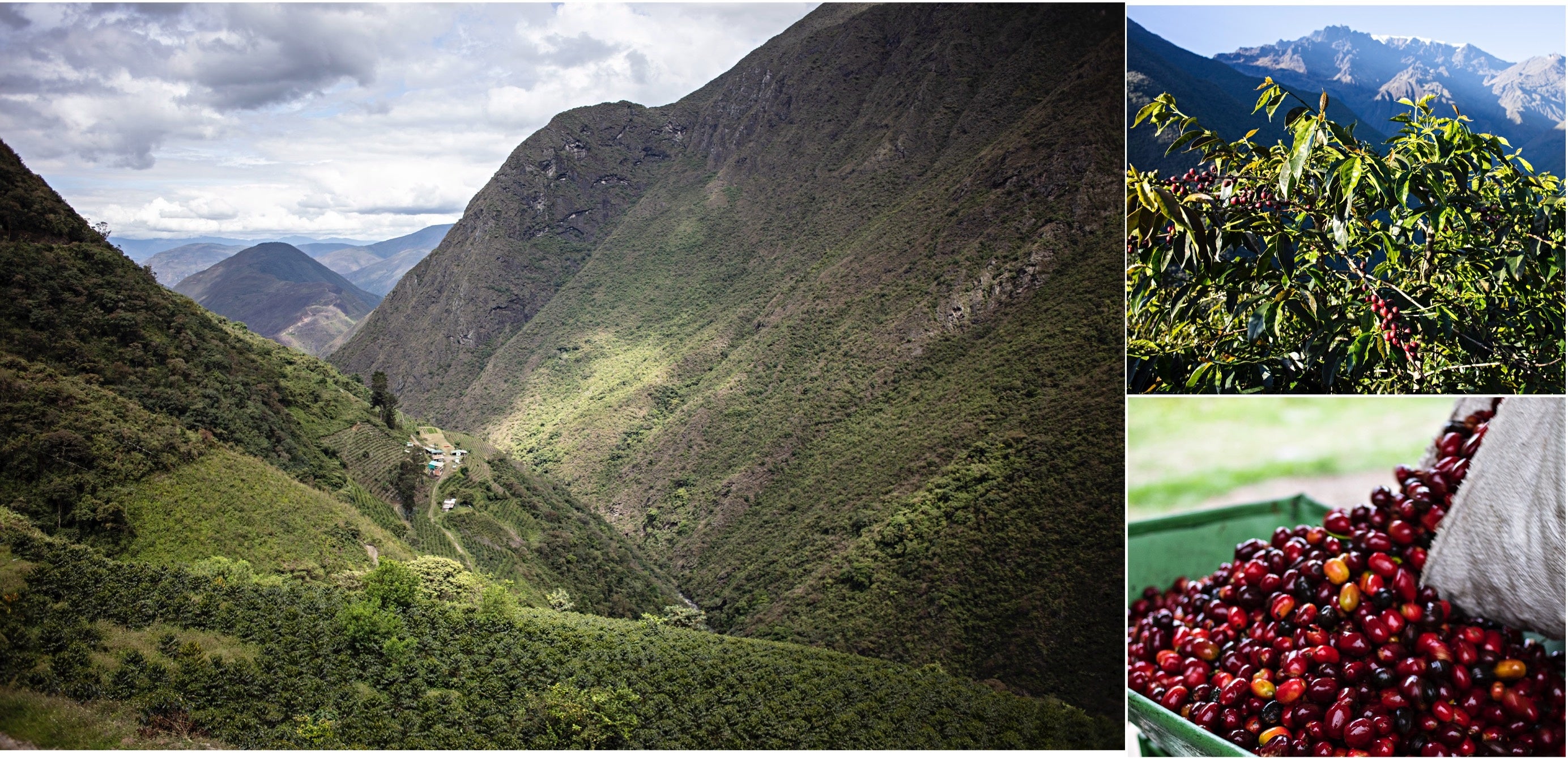 ボリビア多民族国ラ・パス県南ユンガス地方に位置するアグロタケシ農園